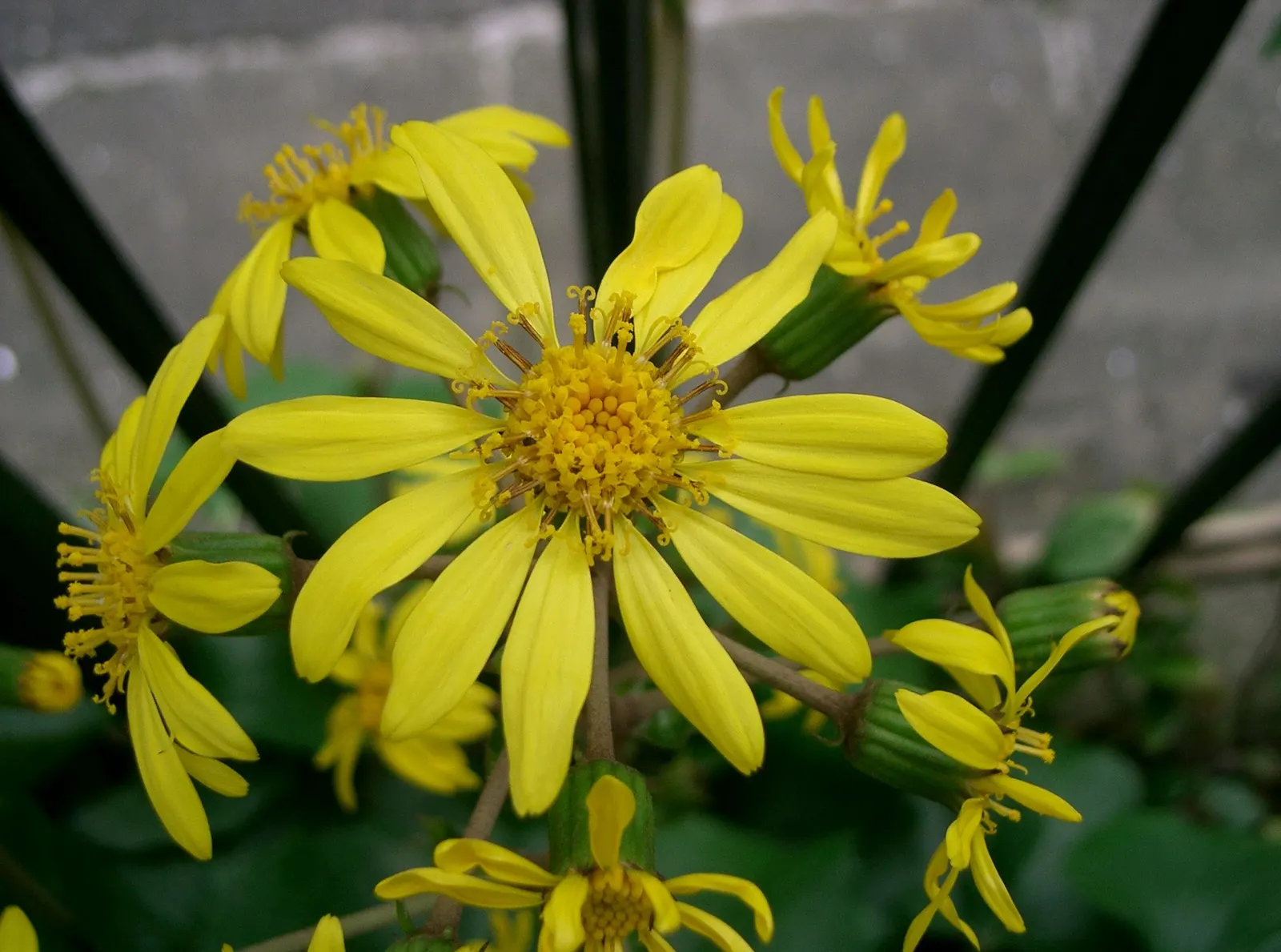 Farfugium (Farfugium Japonicum) — consider using it as a border plant in shade gardens