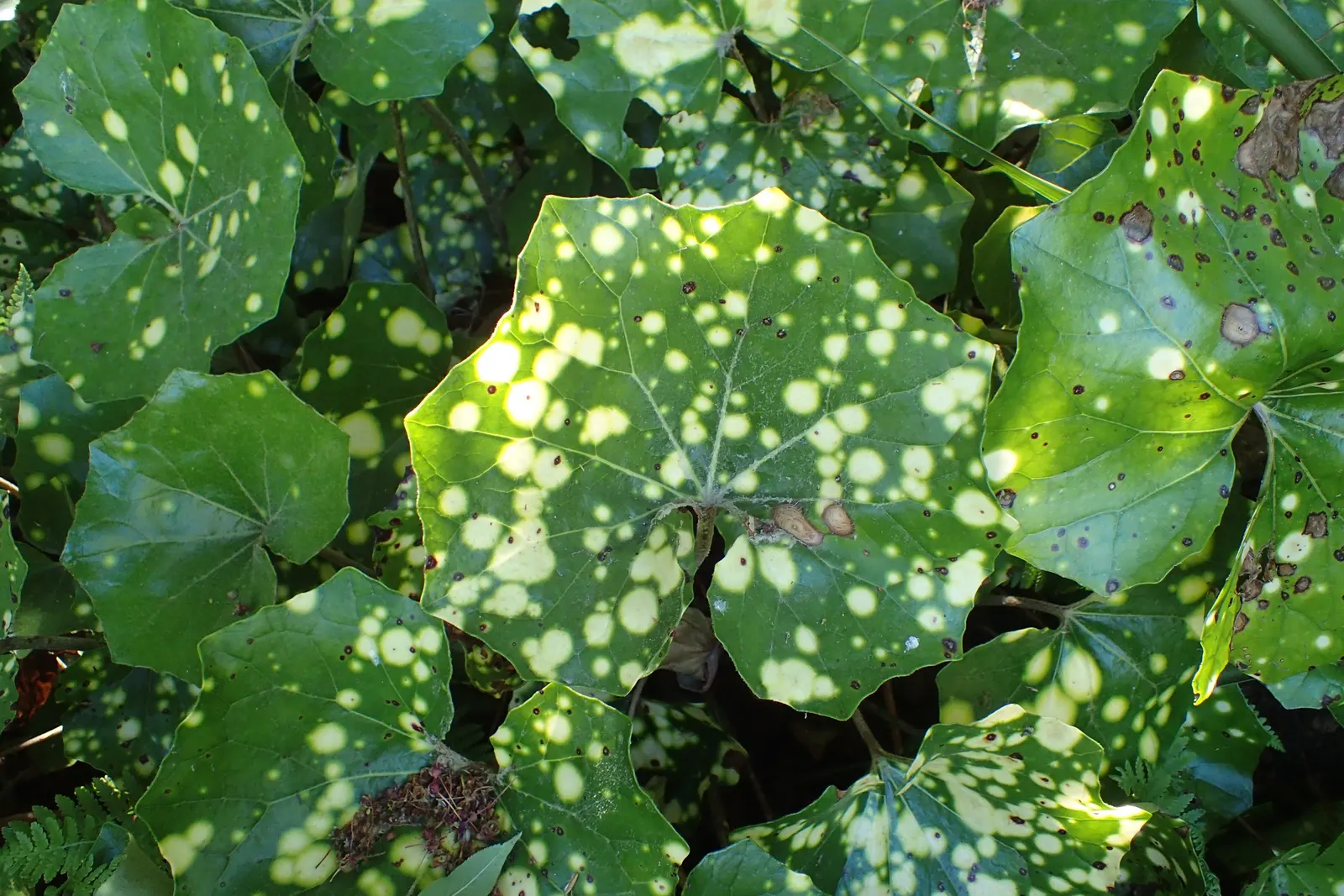 Farfugium (Farfugium Japonicum) — with individual leaves that can be 8 to 10 inches in diameter; daisy-like flowers on long stalks that rise above the foliage