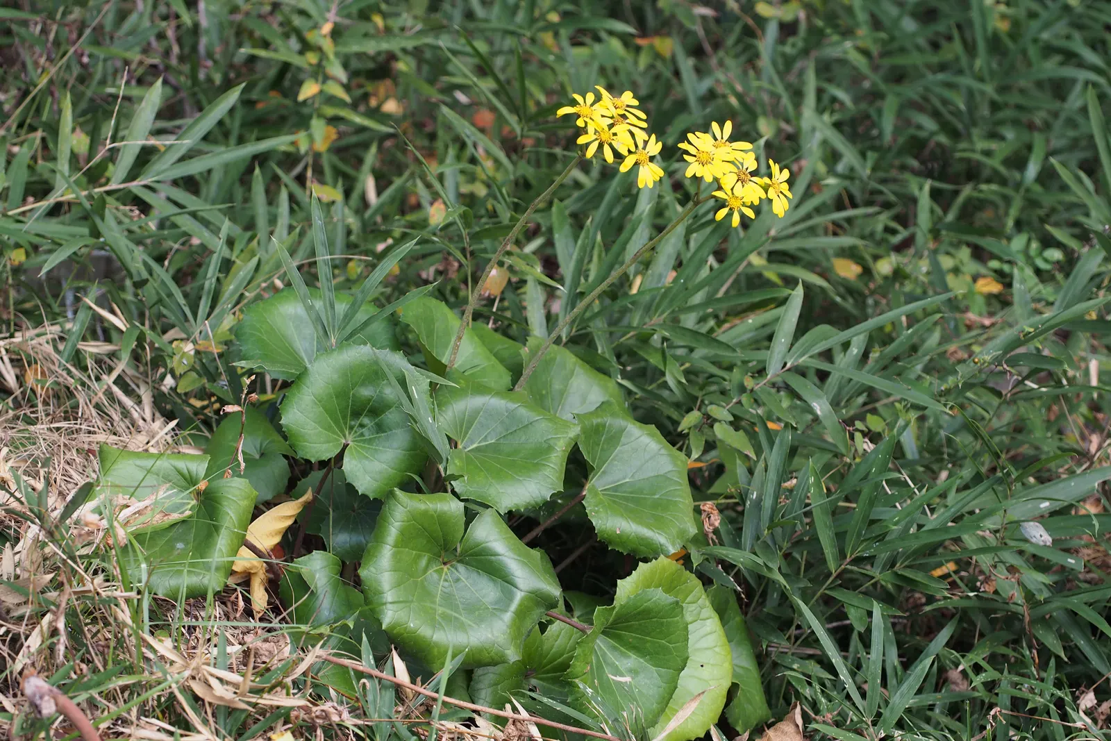 Farfugium (Farfugium Japonicum) — it is vital to note that Farfugium japonicum performs best under partial to full shade; rounded to kidney-shaped foliage