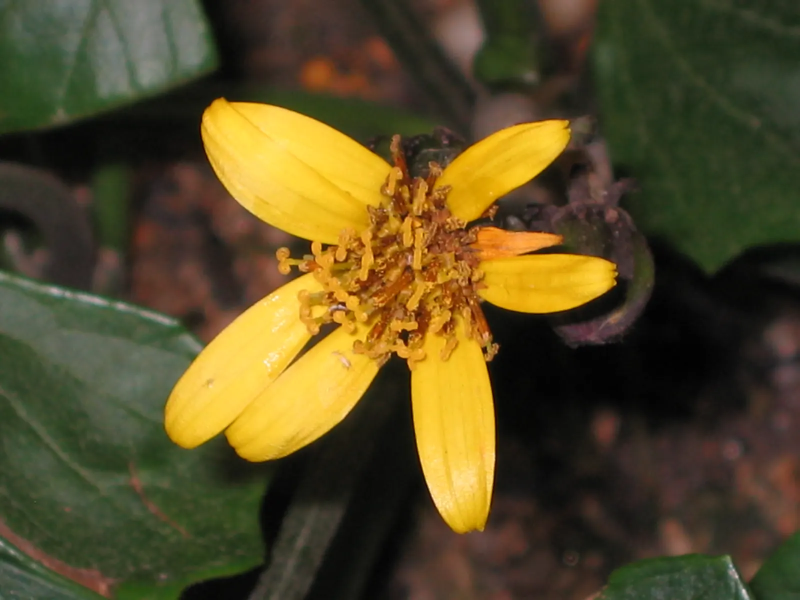 Farfugium (Farfugium Japonicum) — with individual leaves that can be 8 to 10 inches in diameter