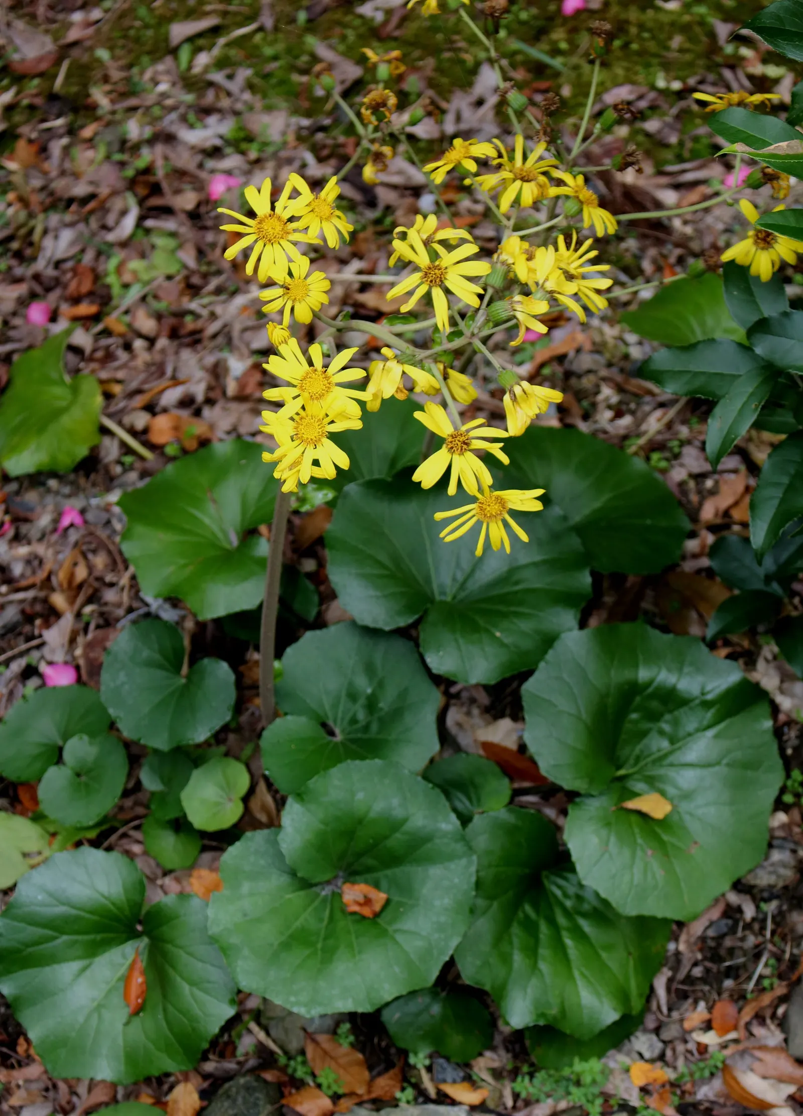 Farfugium (Farfugium Japonicum) — particularly during dry spells; it features glossy, rounded leaves up to 12 inches across, creating a lush, tropical look