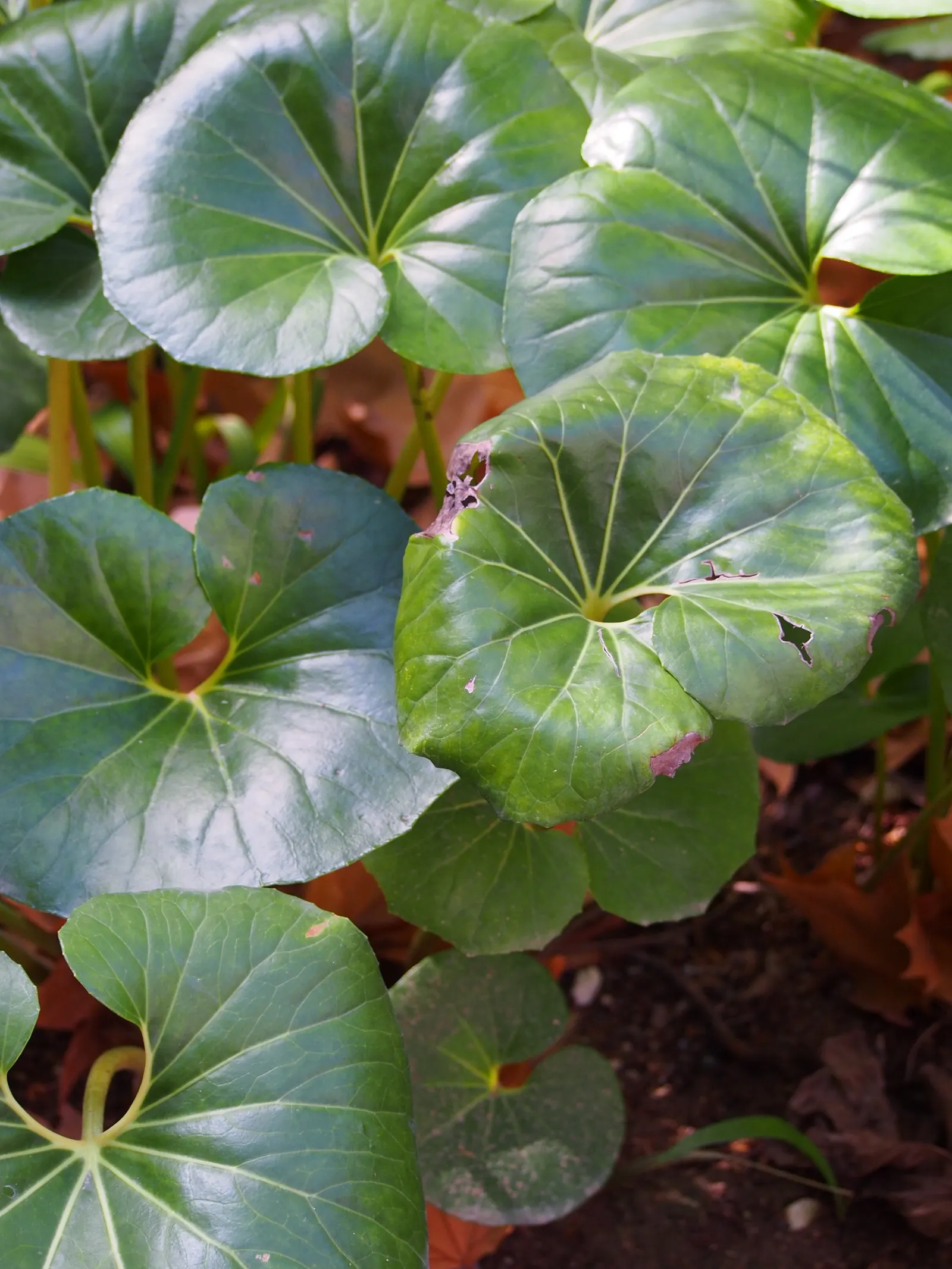 Farfugium (Farfugium Japonicum) — tropical feel to temperate landscapes