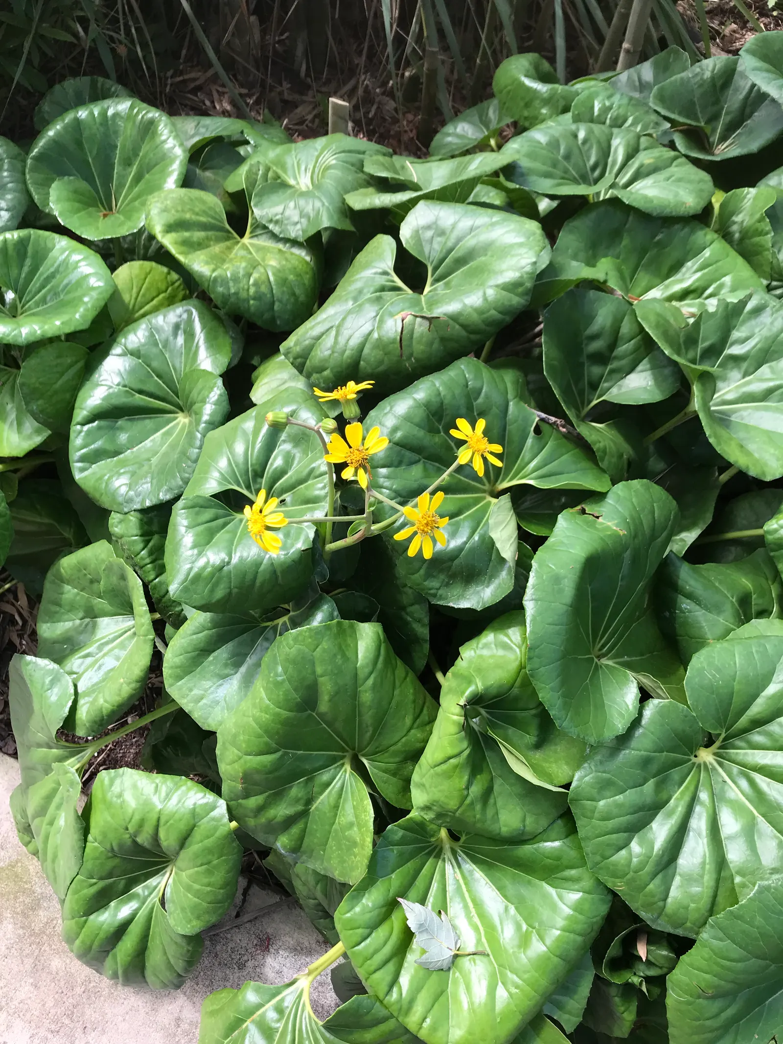 Farfugium (Farfugium Japonicum) — rounded to kidney-shaped foliage; perennial for deep shade or full or half or shade