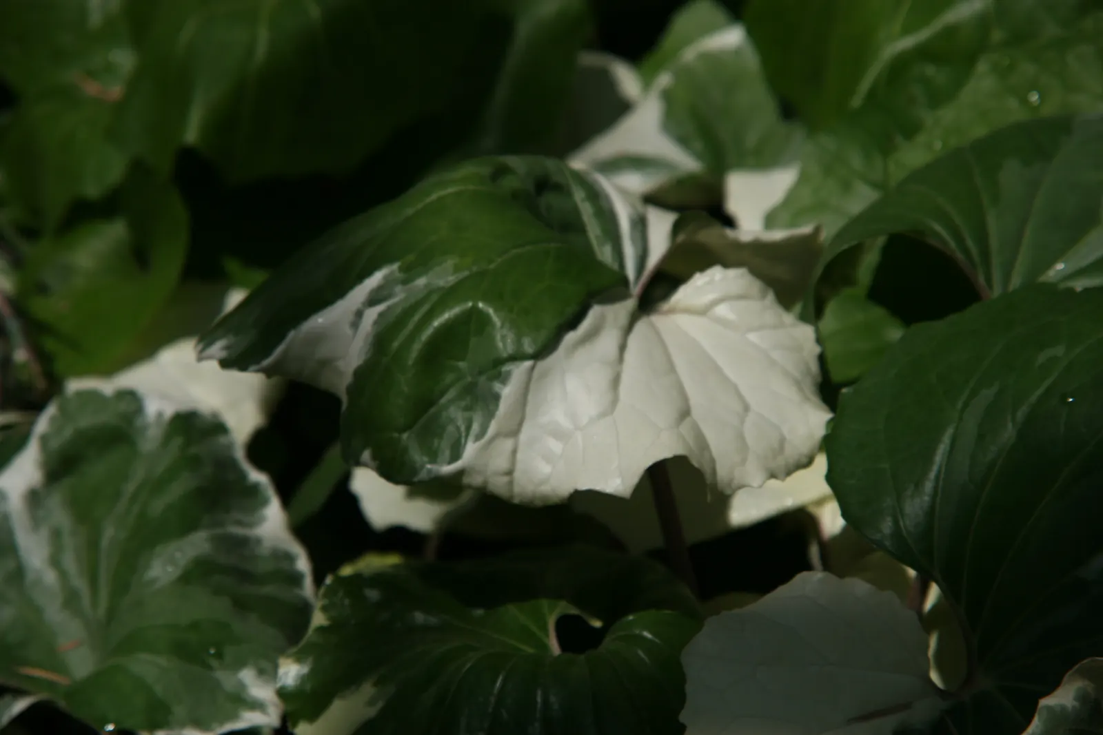 Farfugium (Farfugium Japonicum) — tropical feel to temperate landscapes; expect to see loose clusters of bright yellow, image 76