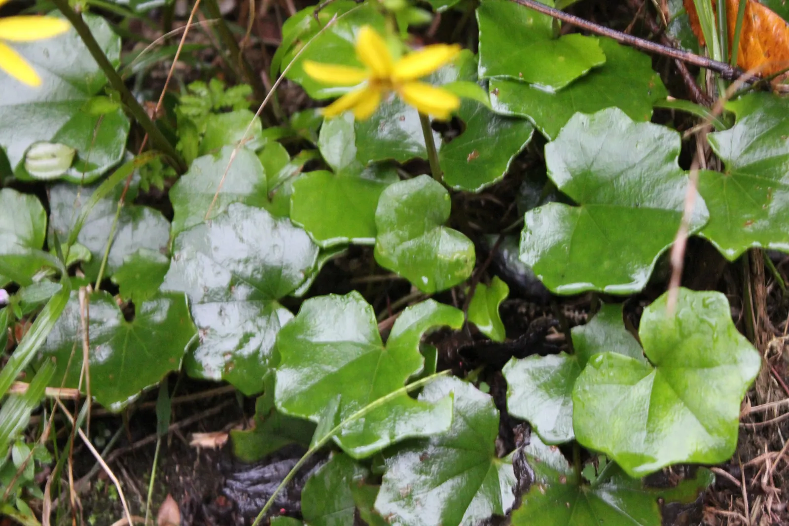 Farfugium (Farfugium Japonicum) — It prefers consistently moist; as an accent in container plantings