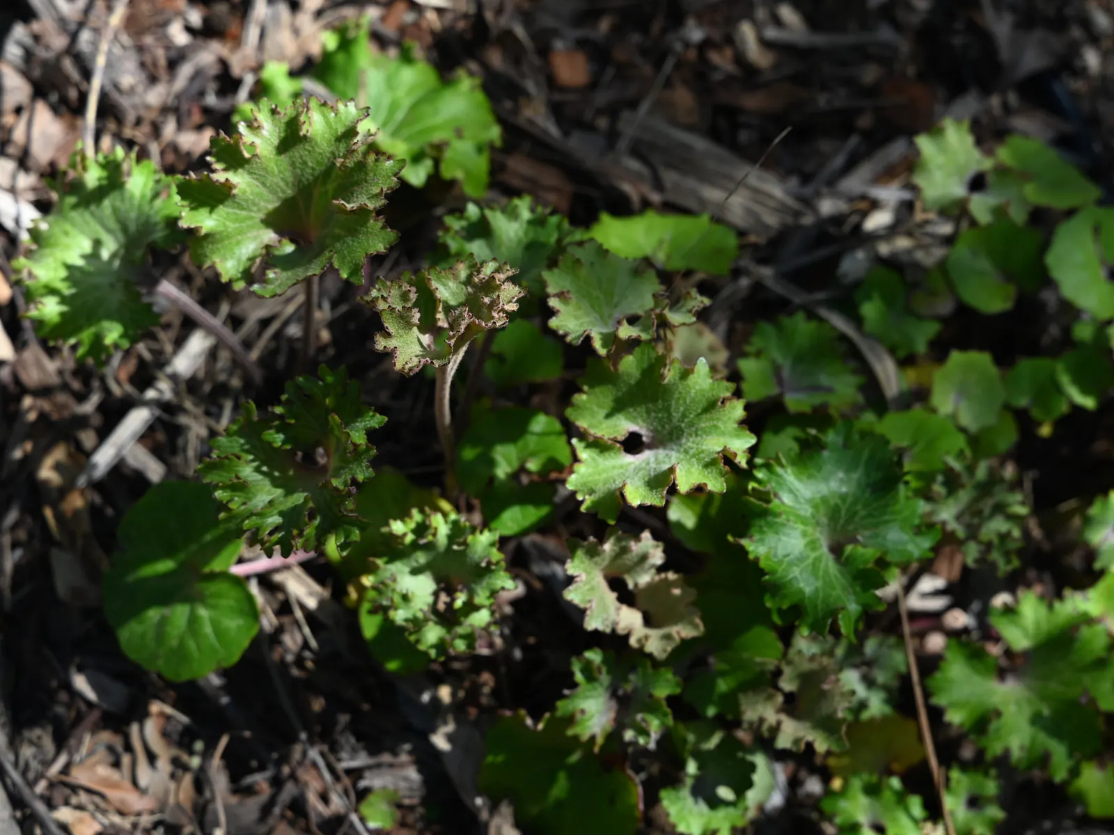 Farfugium (Farfugium Japonicum) — which account for its common name.<br><br>In late summer to fall; adding a striking contrast to the dark green
