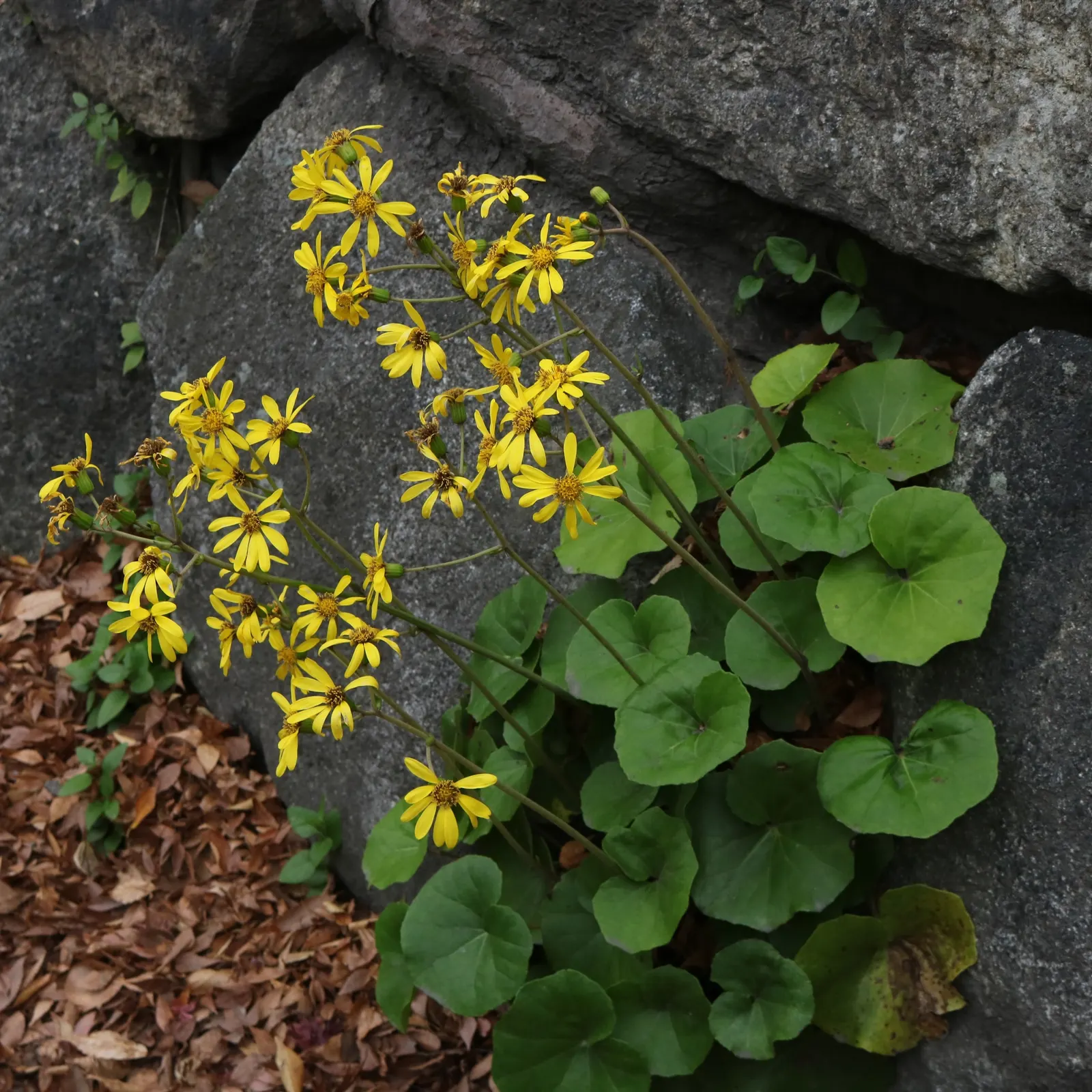 Farfugium (Farfugium Japonicum) — From late summer to fall, bright yellow daisy-like flowers on tall stems provide a striking contrast