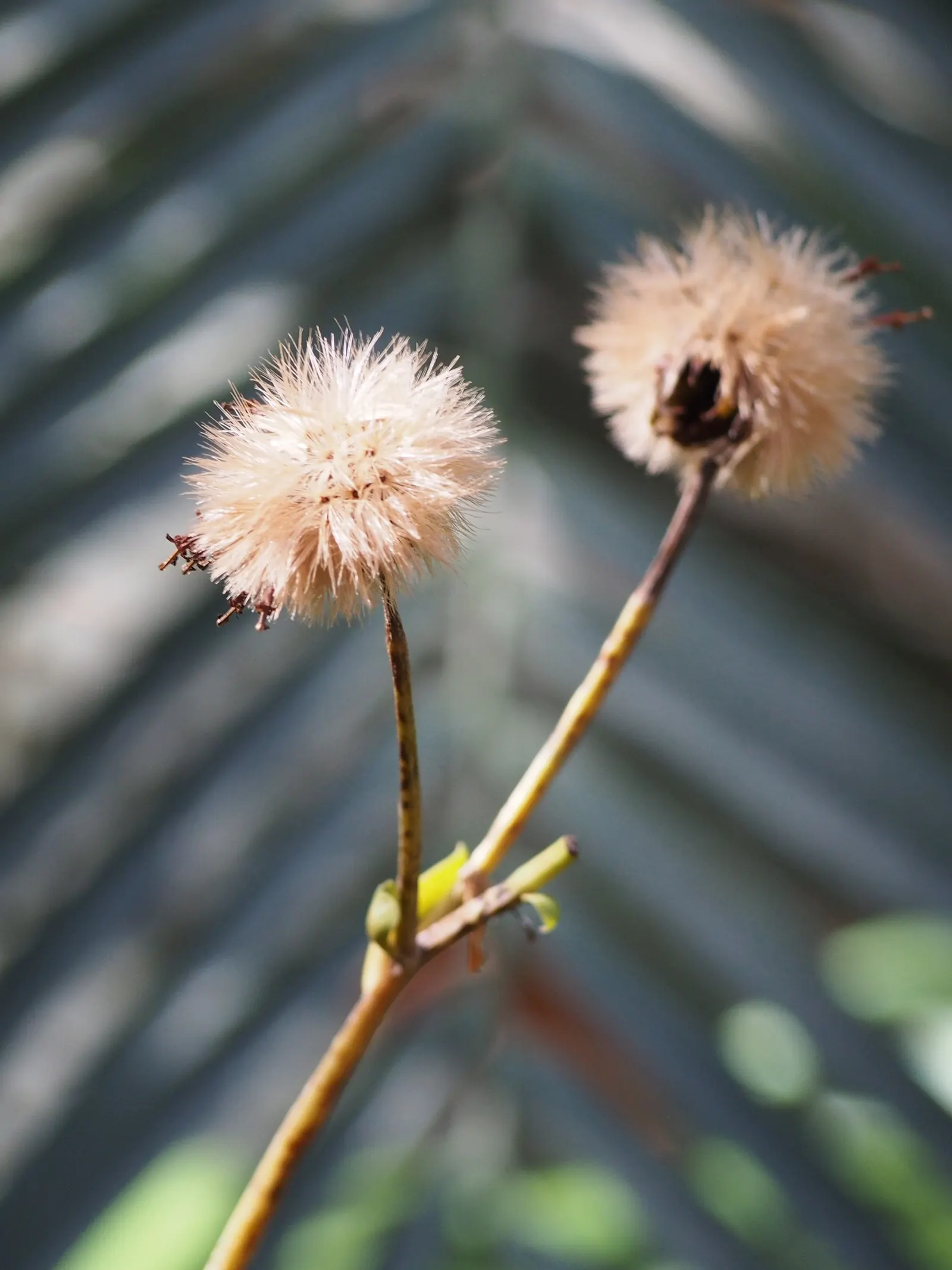 Farfugium (Farfugium Japonicum) — the leopard plant forms an impressive clump of glossy; when incorporating it into garden designs