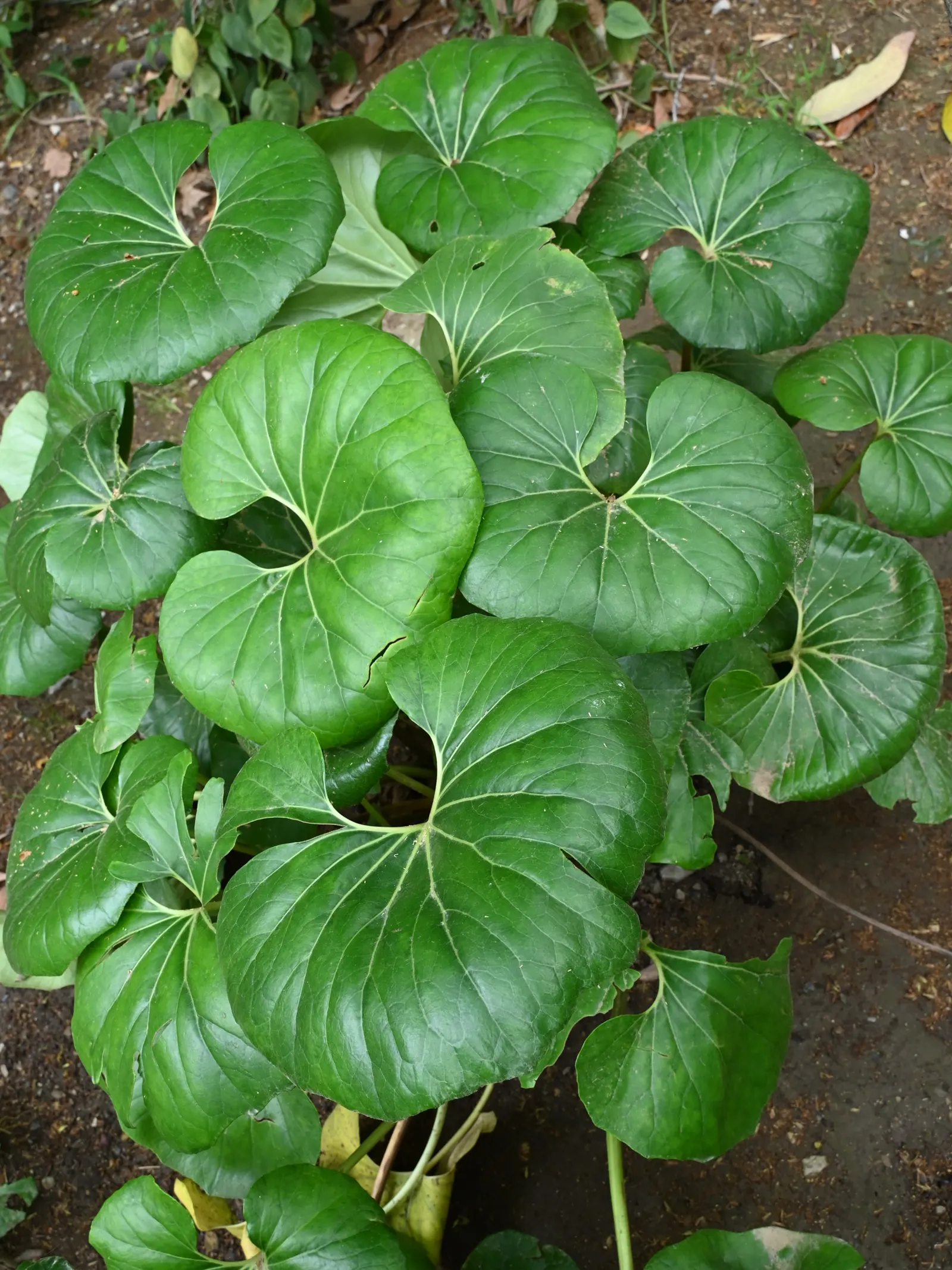 Farfugium (Farfugium Japonicum) — yellow flowers in the garden