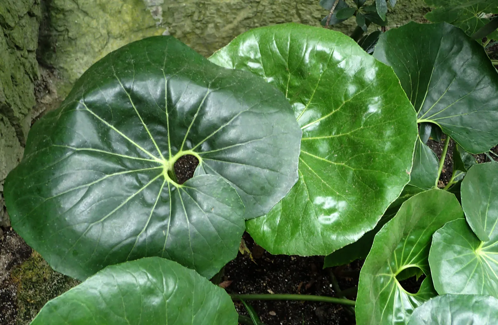 Farfugium (Farfugium Japonicum) — is a clump-forming perennial that thrives in partial to full shade