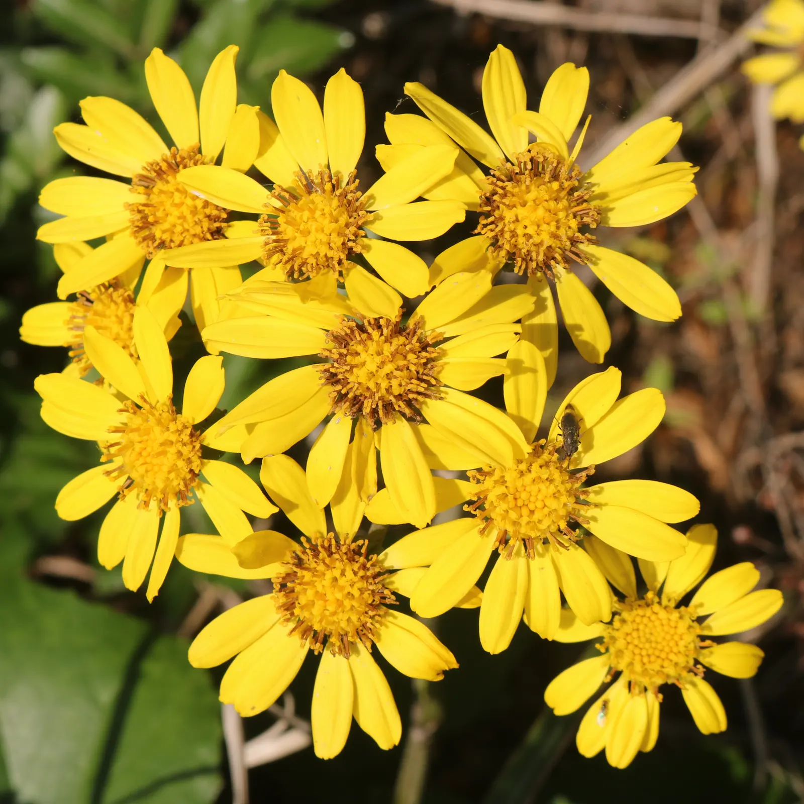 Farfugium (Farfugium Japonicum) — is a clump-forming perennial that thrives in partial to full shade; enduring temperatures as low as 0°F to, image 70