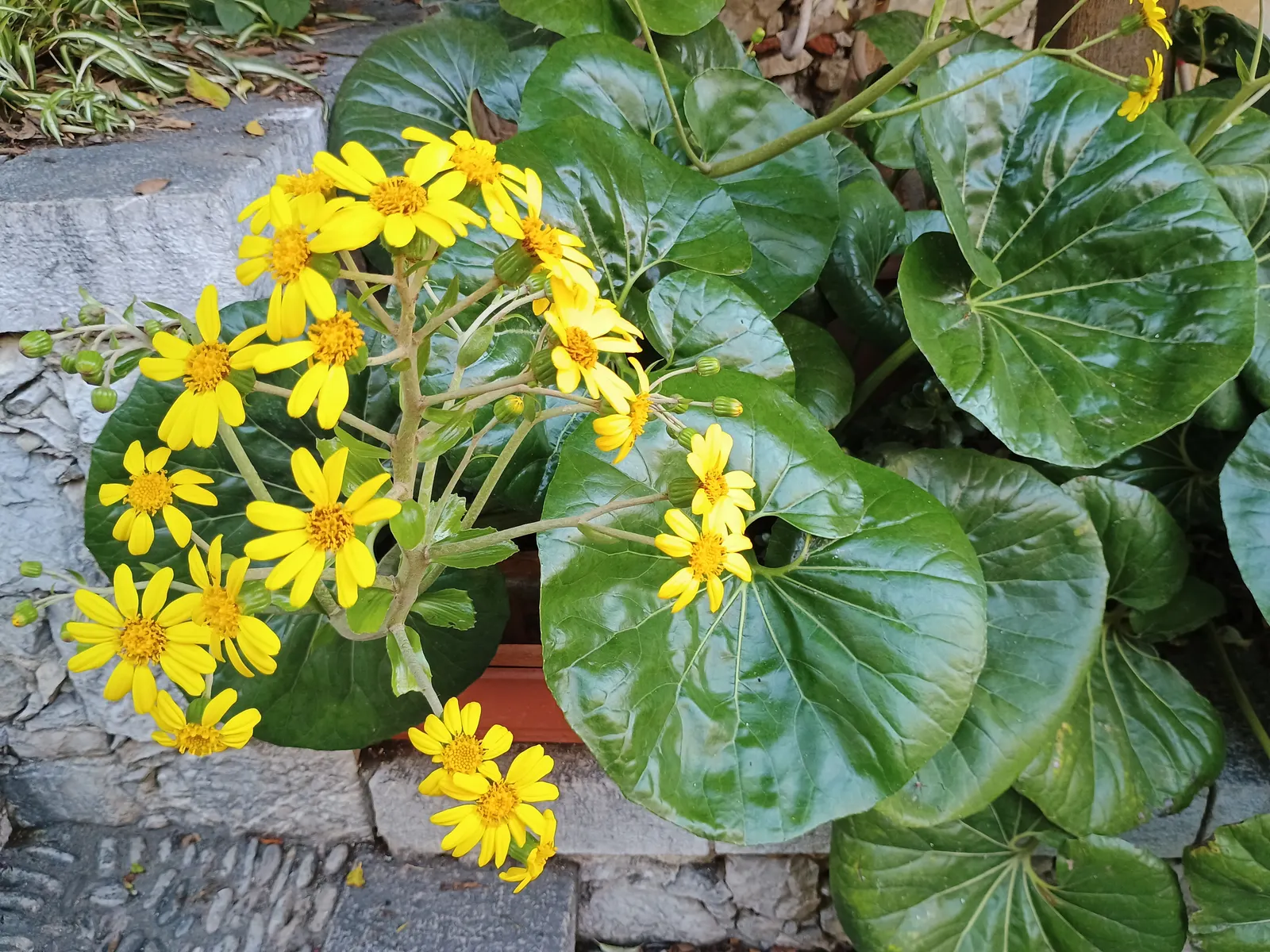 Farfugium (Farfugium Japonicum) — mirroring its natural habitat; native to the streambanks and seashores of Japan