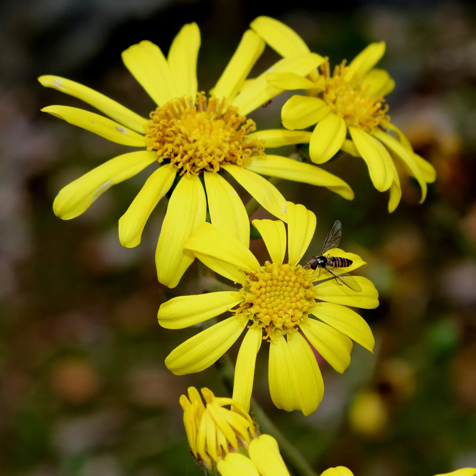 Farfugium (Farfugium Japonicum) — commonly known as Leopard Plant; from late summer to fall, bright yellow daisy-like flowers on tall stems provide, image 69