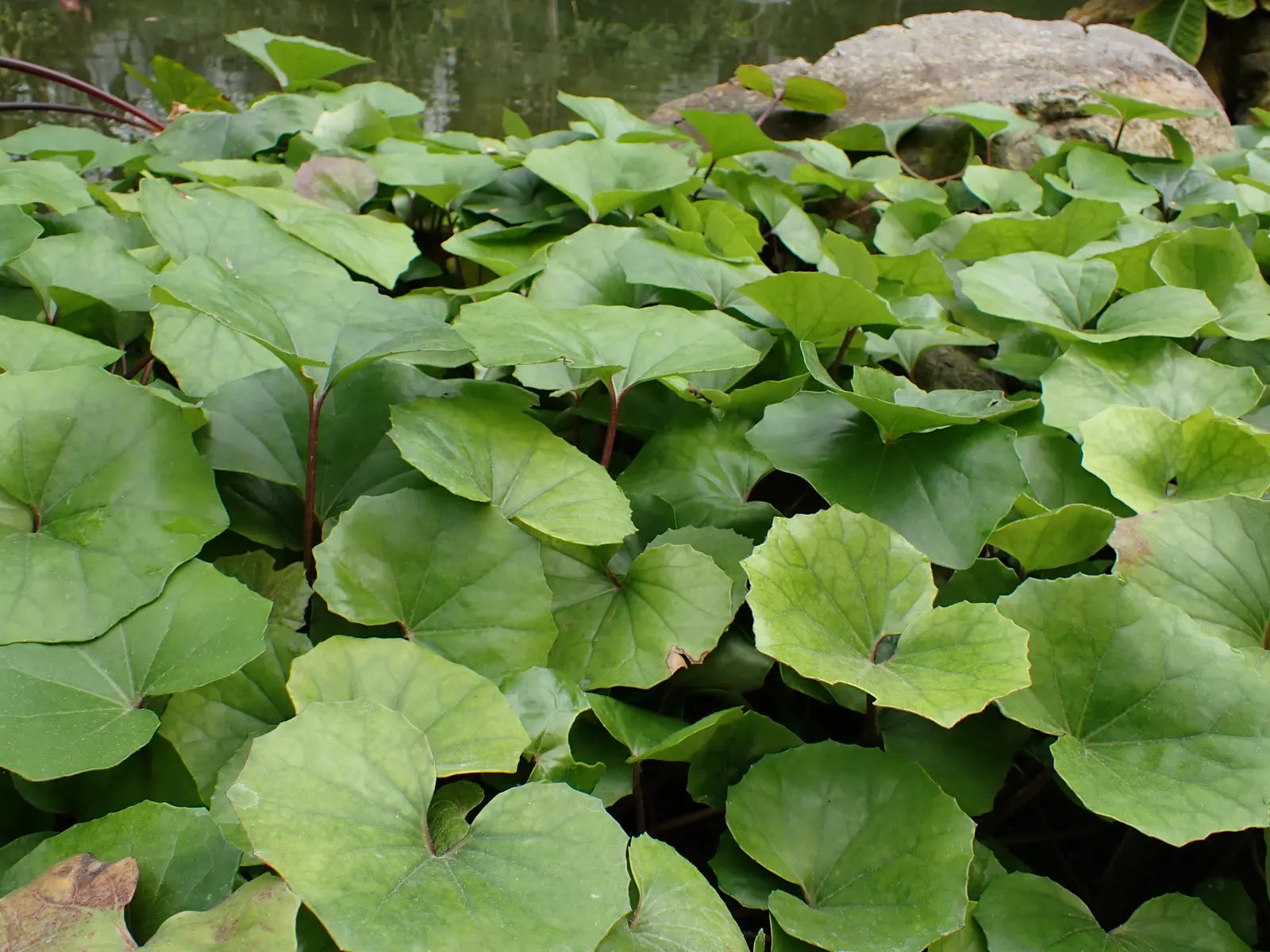 Farfugium (Farfugium Japonicum) — Prefers moist, well-drained soil with regular watering