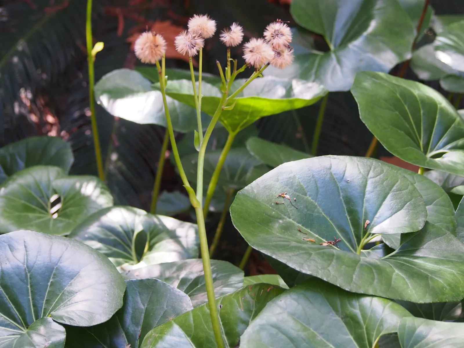 Farfugium (Farfugium Japonicum) — this plant thrives in USDA hardiness zones 7 through 10; perennial with yellow blooms, image 78