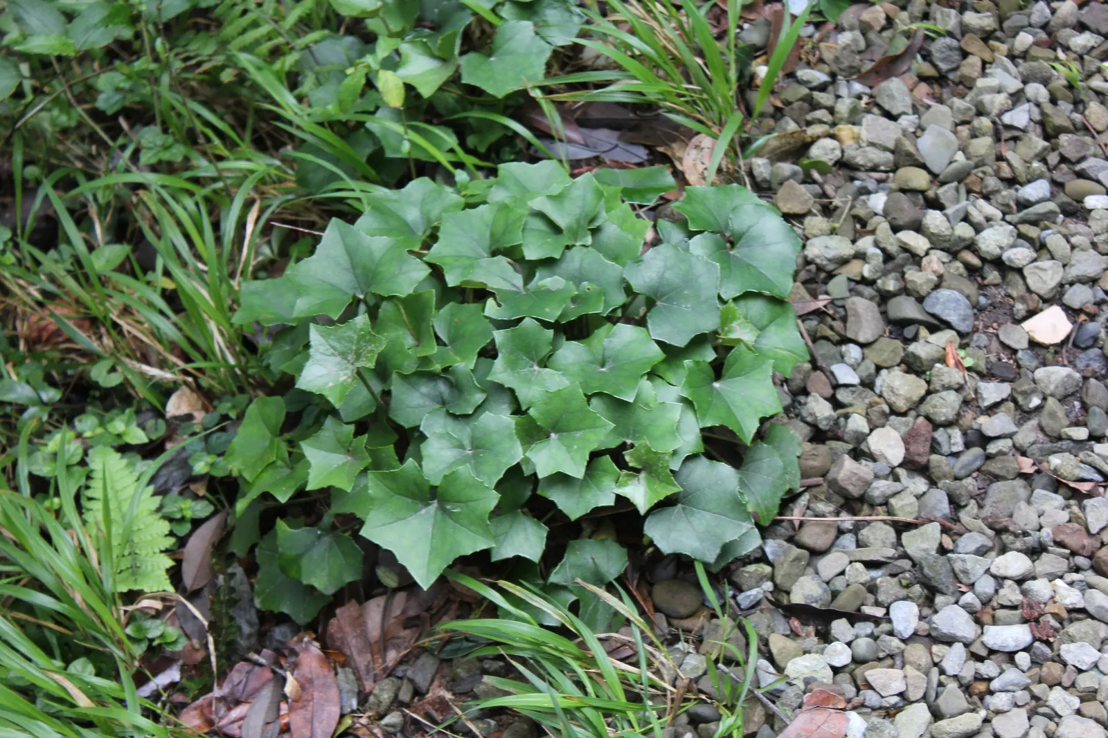 Farfugium (Farfugium Japonicum) — is a robust herbaceous perennial that brings a lush; or -18°C to -23°C.<br><br>Typically reaching a height and spread