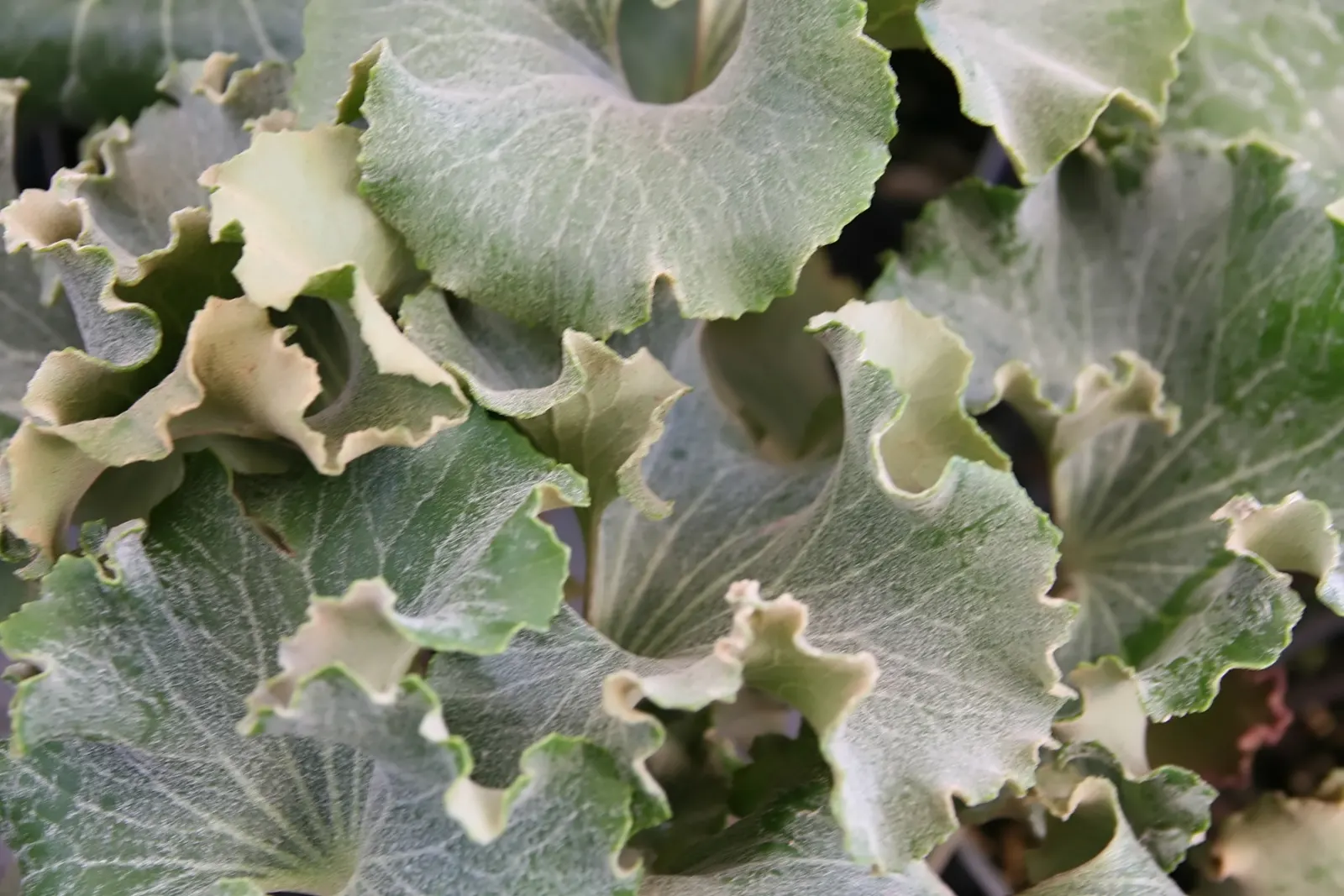 Farfugium (Farfugium Japonicum) — When incorporating it into garden designs; the deep green leaves often showcase unique and attractive yellow to cream
