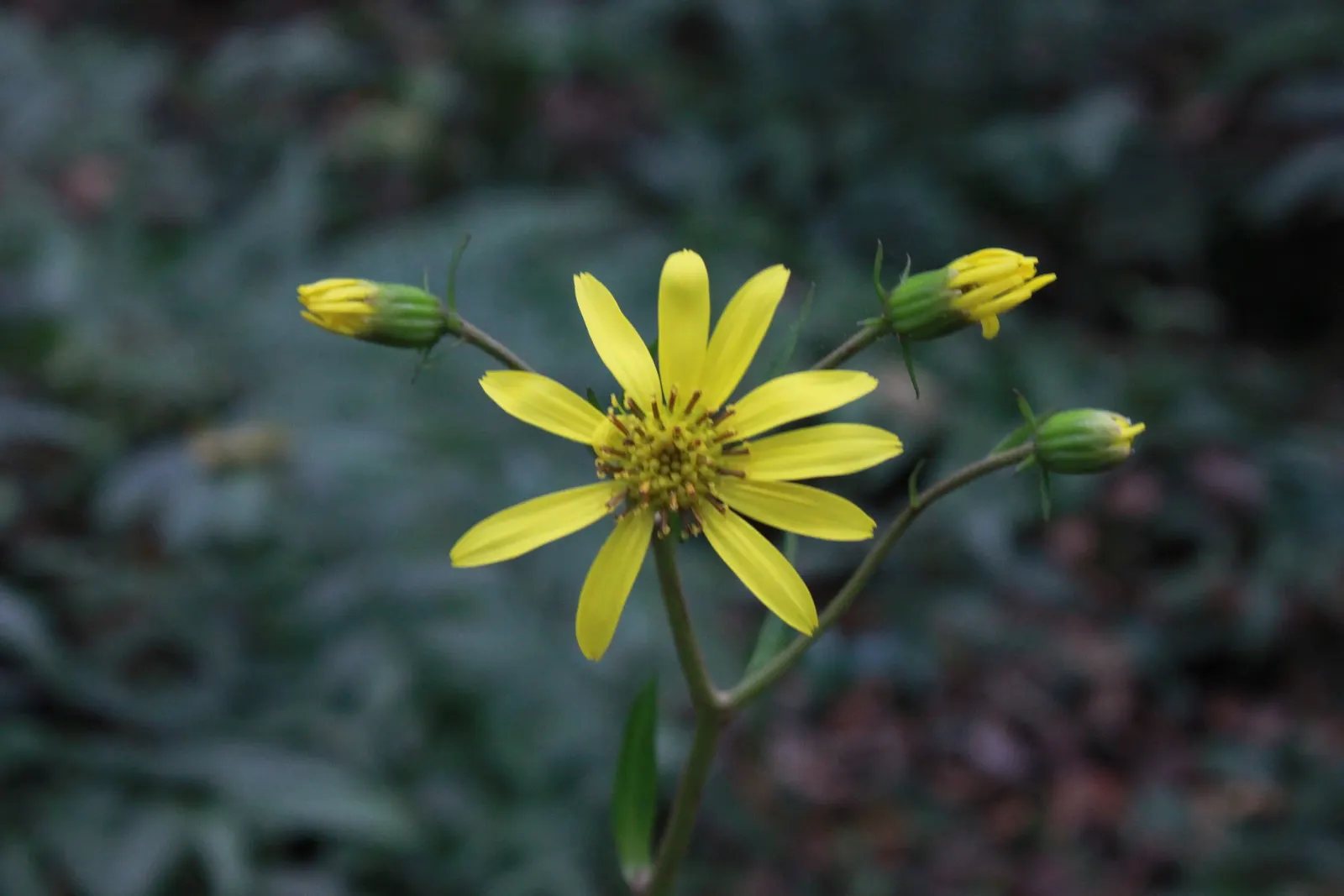 Farfugium (Farfugium Japonicum) — tropical feel to temperate landscapes; expect to see loose clusters of bright yellow