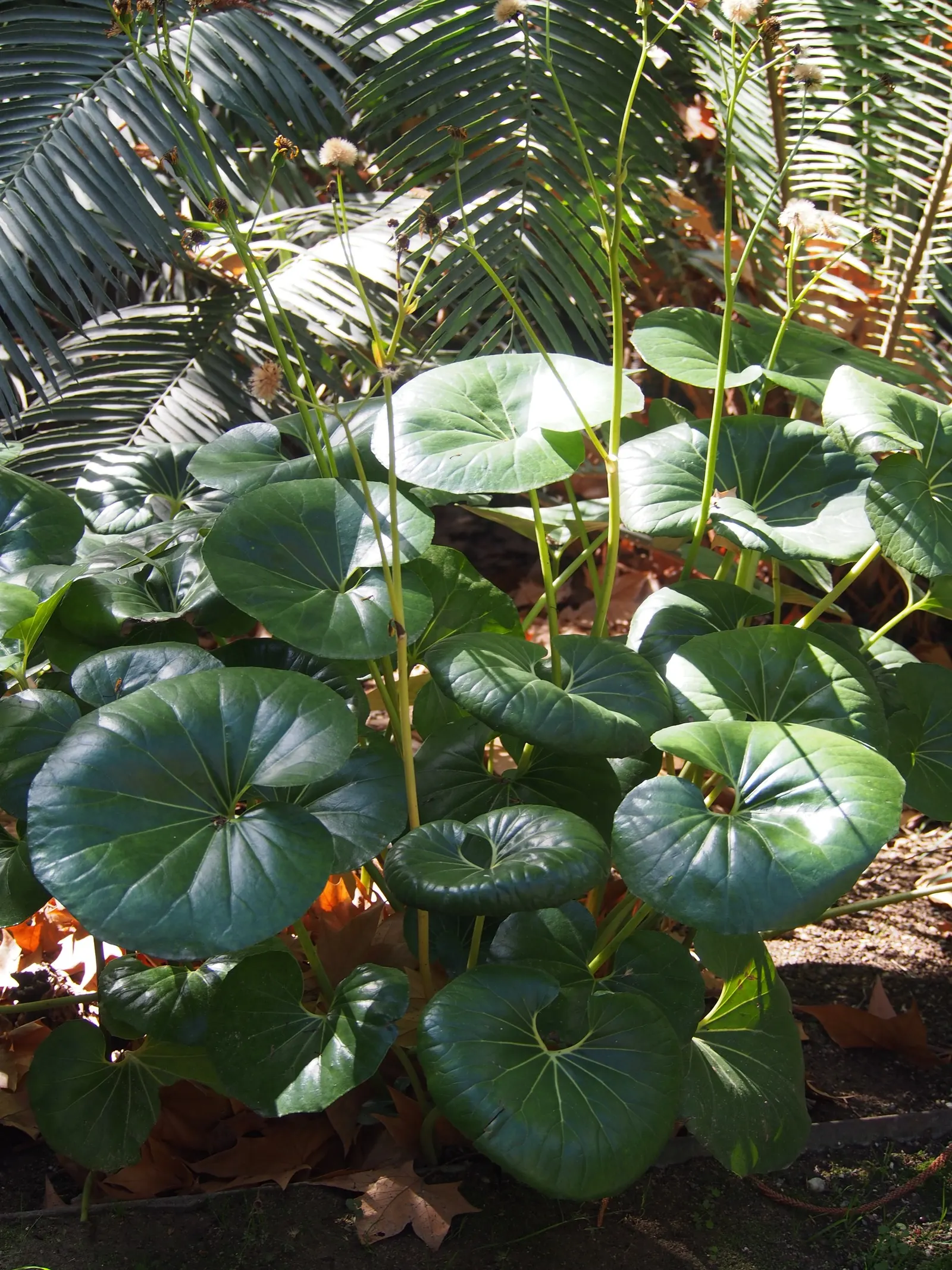 Farfugium (Farfugium Japonicum) — expect to see loose clusters of bright yellow; consider using it as a border plant in shade gardens