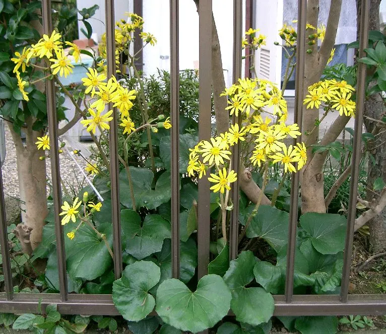 Farfugium (Farfugium Japonicum) — Ideal for USDA zones 7-10, it reaches about 2 feet in height and spread