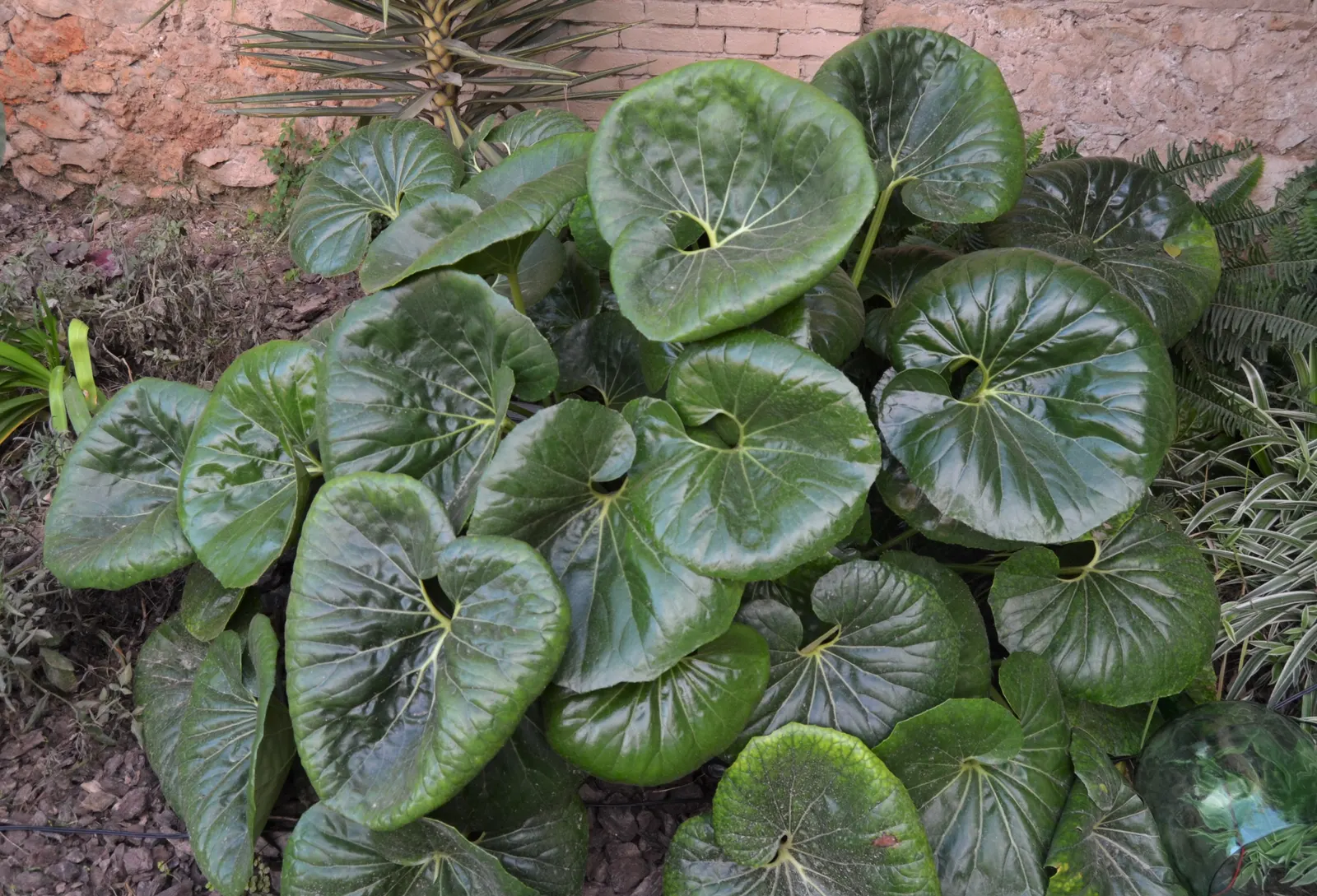 Farfugium (Farfugium Japonicum) — particularly during dry spells