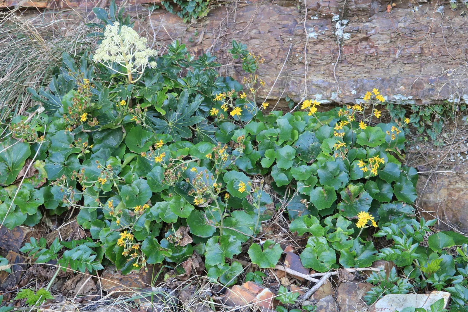 Farfugium (Farfugium Japonicum) — varying from leaf to leaf
