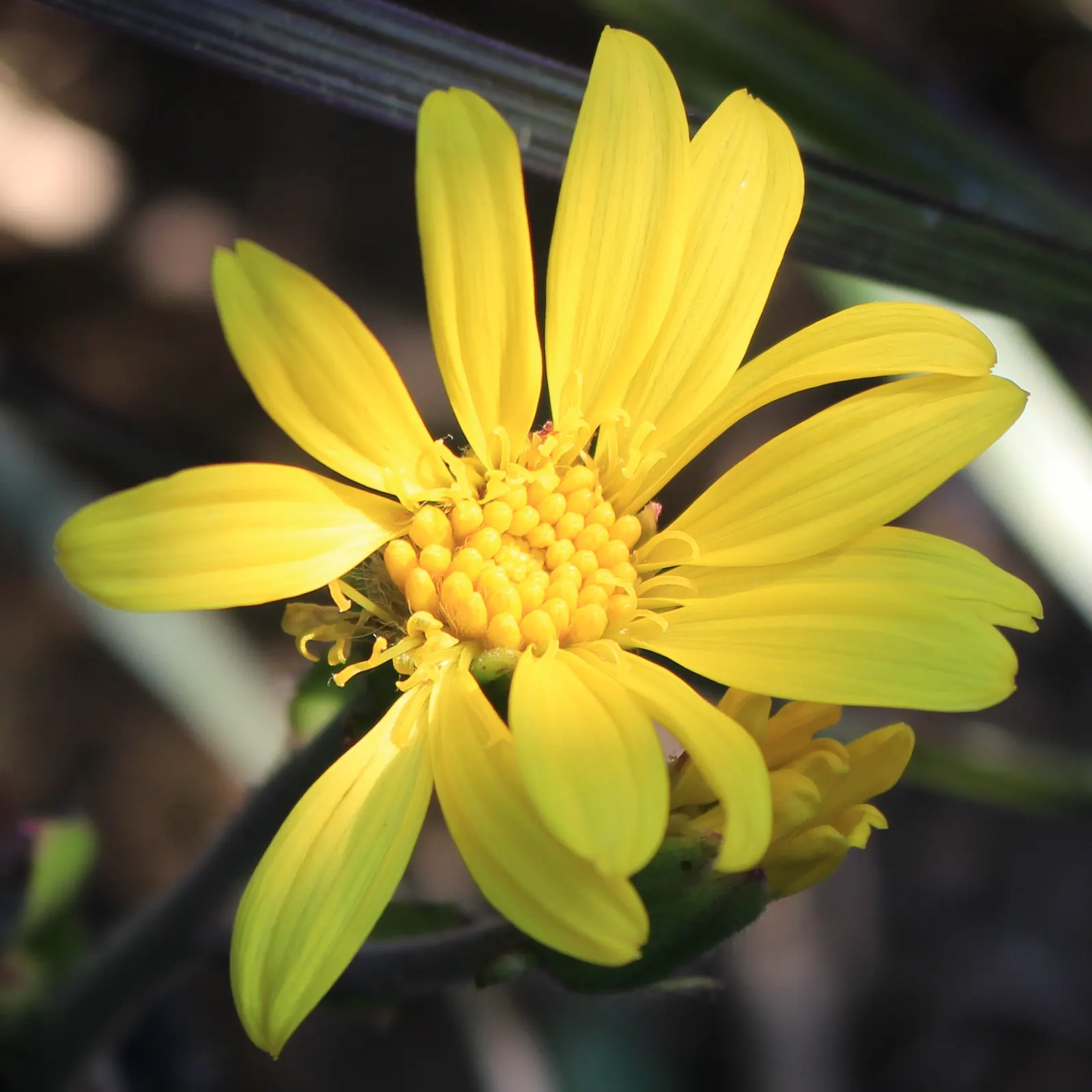 Farfugium (Farfugium Japonicum) — Native to the streambanks and seashores of Japan
