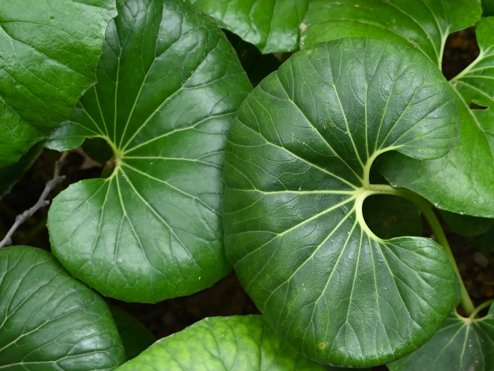 Farfugium (Farfugium Japonicum) — expect to see loose clusters of bright yellow