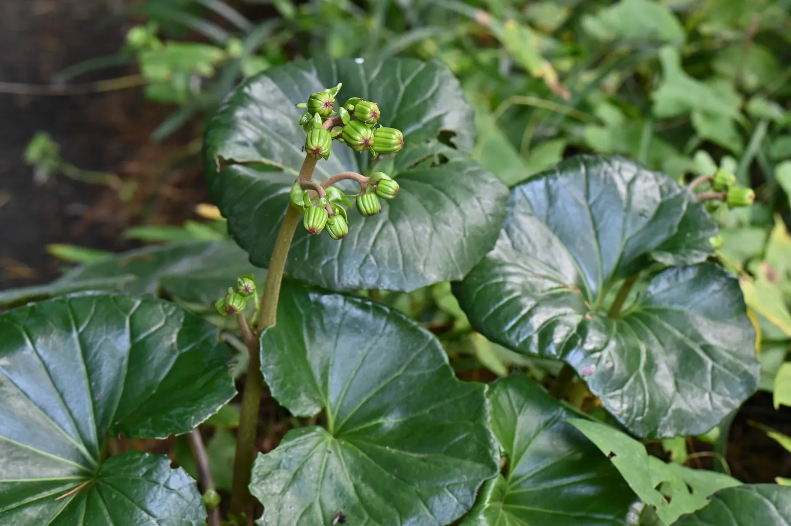 Farfugium (Farfugium Japonicum) — yellow flowers in the garden; varying from leaf to leaf