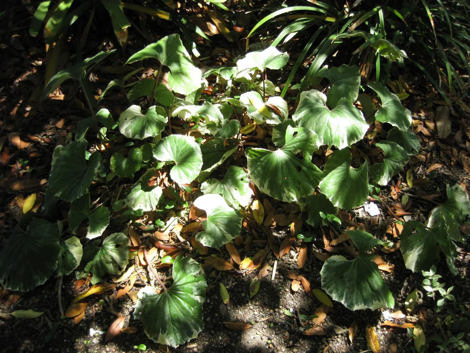 Farfugium (Farfugium Japonicum) — commonly known as Leopard Plant
