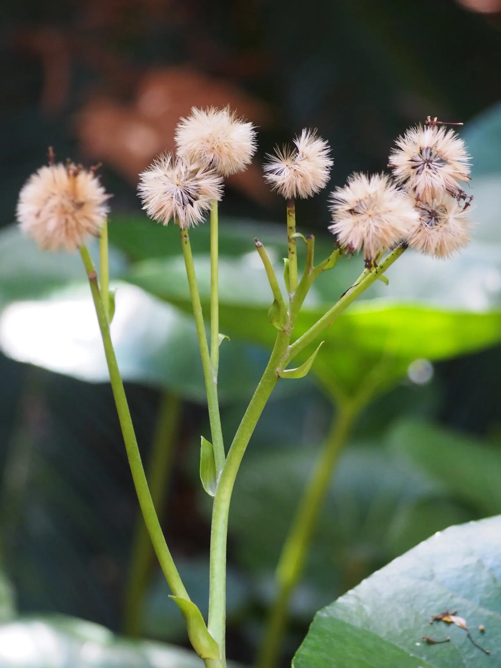 Farfugium (Farfugium Japonicum) — Prefers moist, well-drained soil with regular watering; ideal for USDA zones 7-10, it reaches about 2 feet in, image 74
