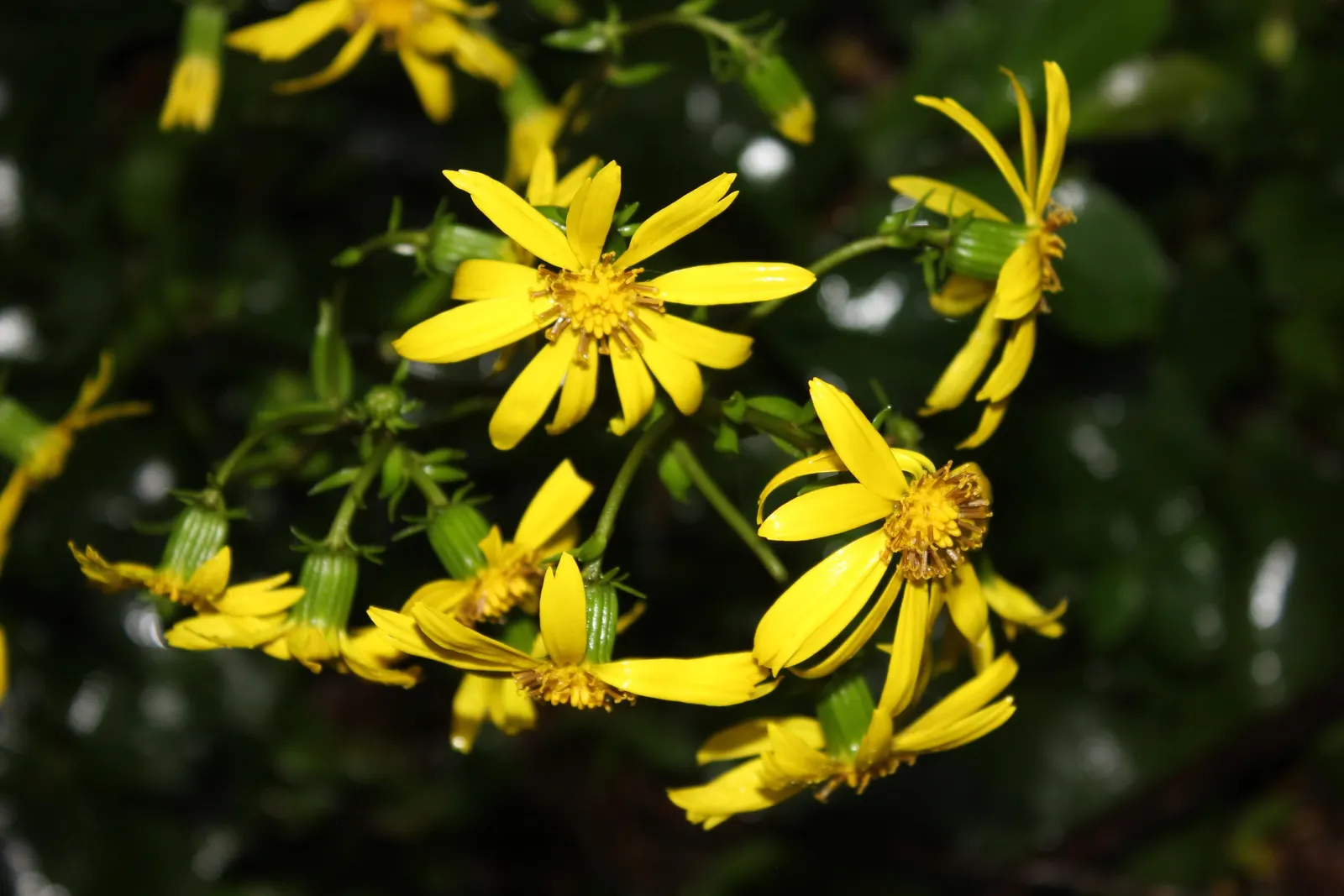 Farfugium (Farfugium Japonicum) — perennial for deep shade or full or half or shade