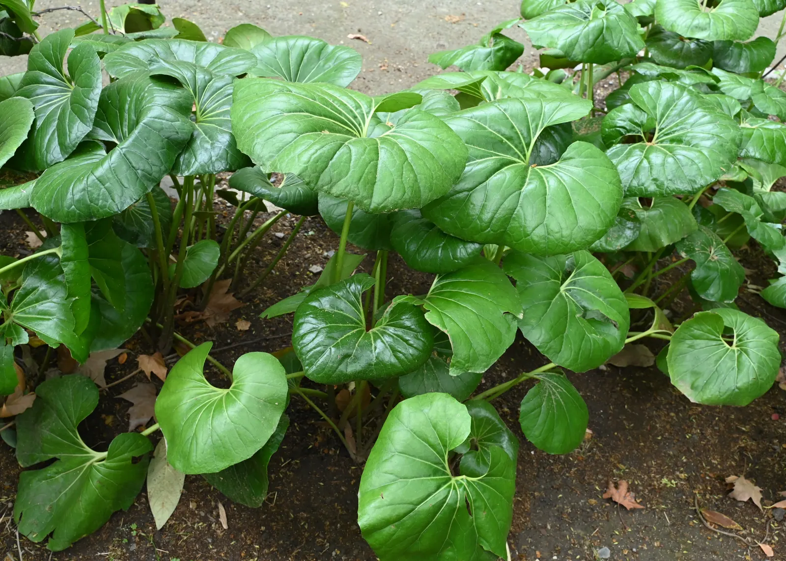 Farfugium (Farfugium Japonicum) — When incorporating it into garden designs