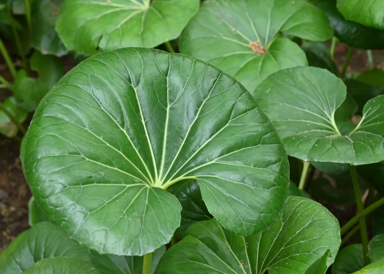 Farfugium (Farfugium Japonicum) — the leopard plant forms an impressive clump of glossy