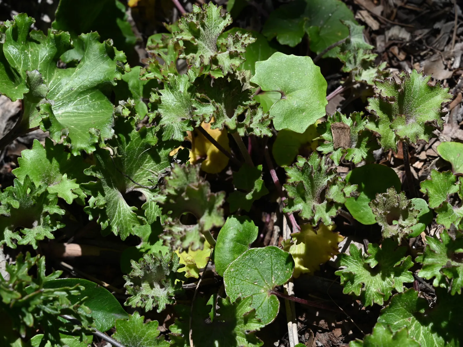 Farfugium (Farfugium Japonicum) — it is vital to note that Farfugium japonicum performs best under partial to full shade