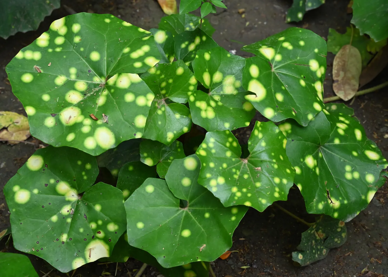Farfugium (Farfugium Japonicum) — It features glossy, rounded leaves up to 12 inches across, creating a lush, tropical look; which account for its common