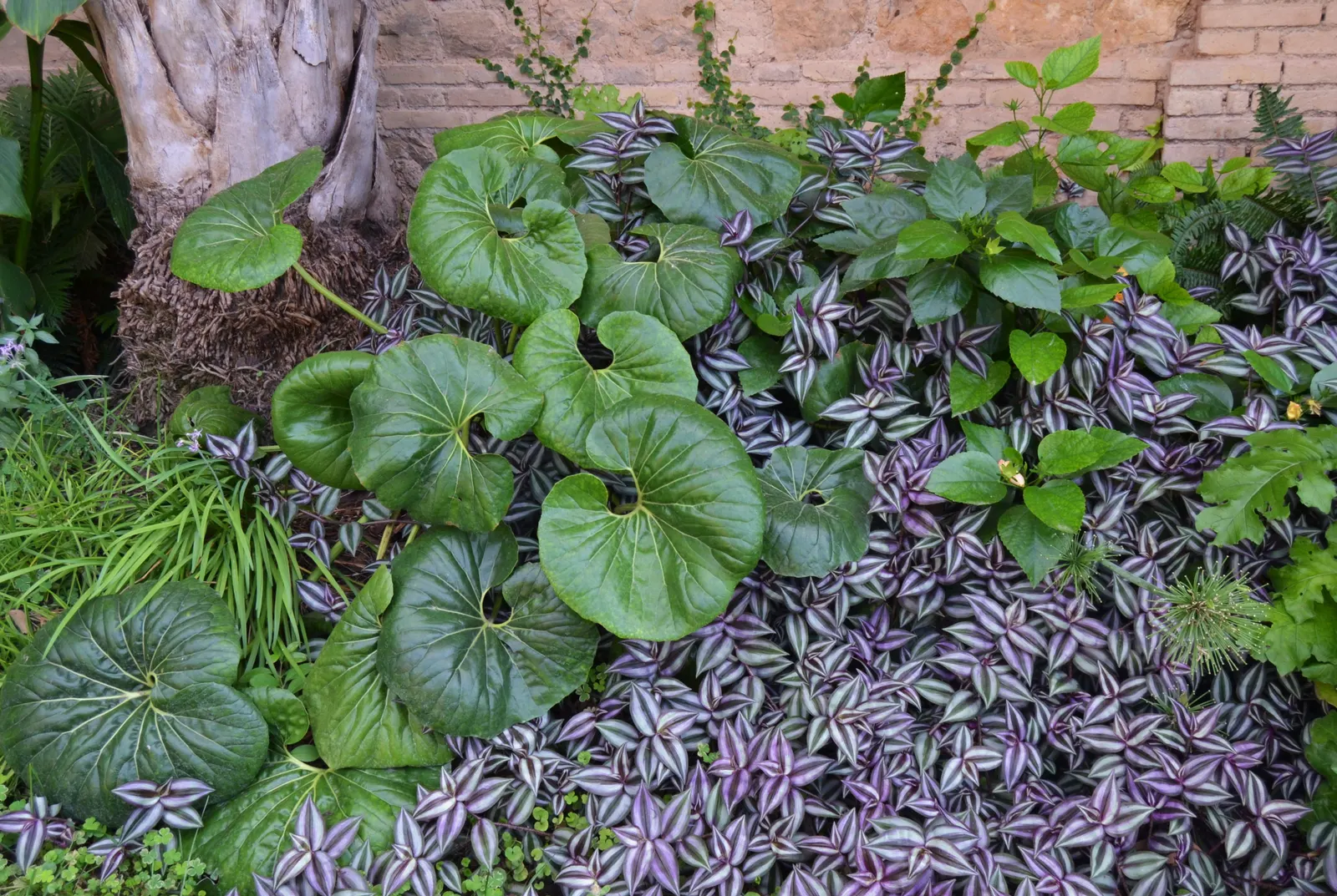 Farfugium (Farfugium Japonicum) — adding a striking contrast to the dark green backdrop.<br><br>For the landscaper; tropical feel to temperate landscapes