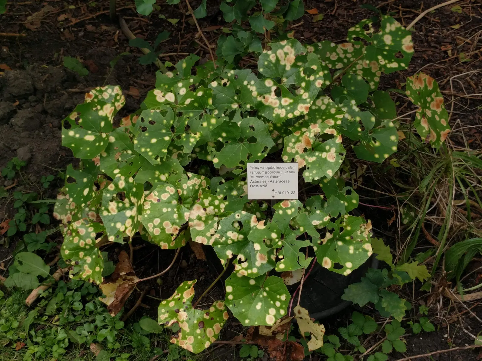 Farfugium (Farfugium Japonicum) — daisy-like flowers on long stalks that rise above the foliage