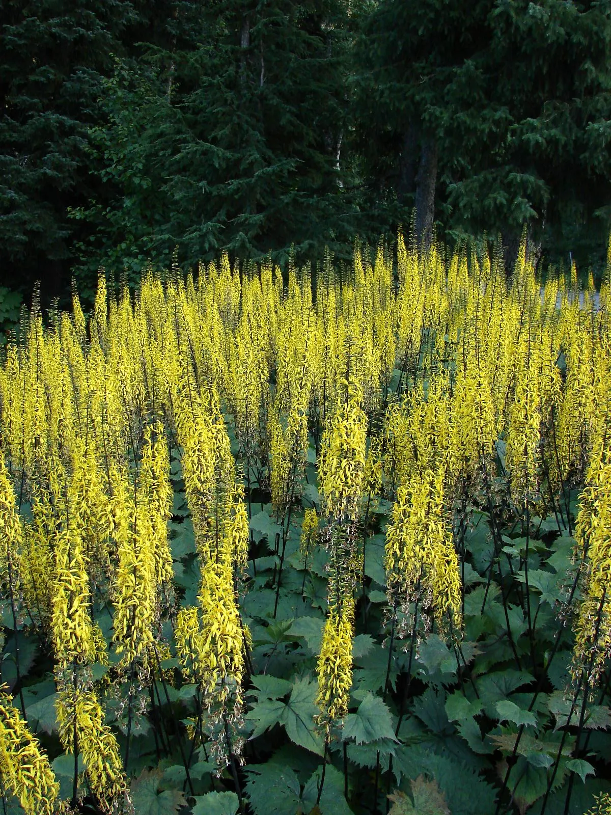 Farfugium (Farfugium Japonicum) — enduring temperatures as low as 0&deg;F to -10&deg;F