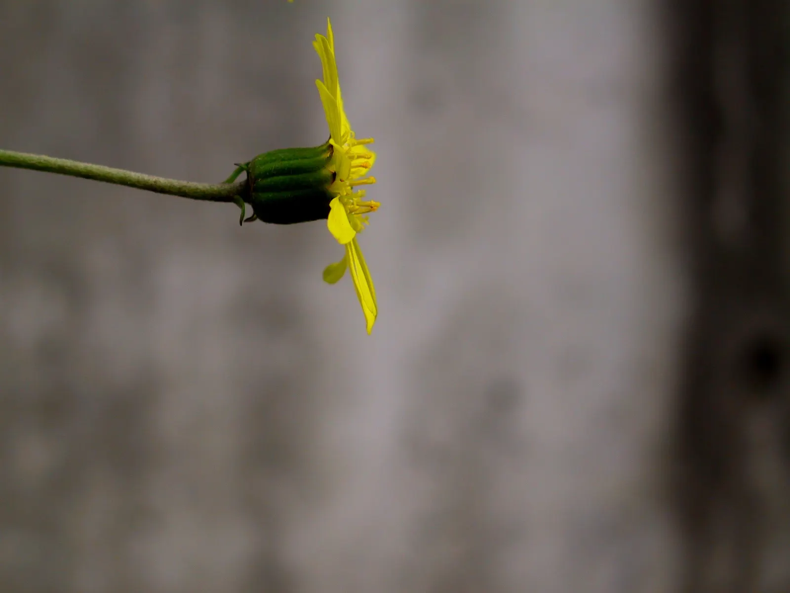 Farfugium (Farfugium Japonicum) — It prefers consistently moist
