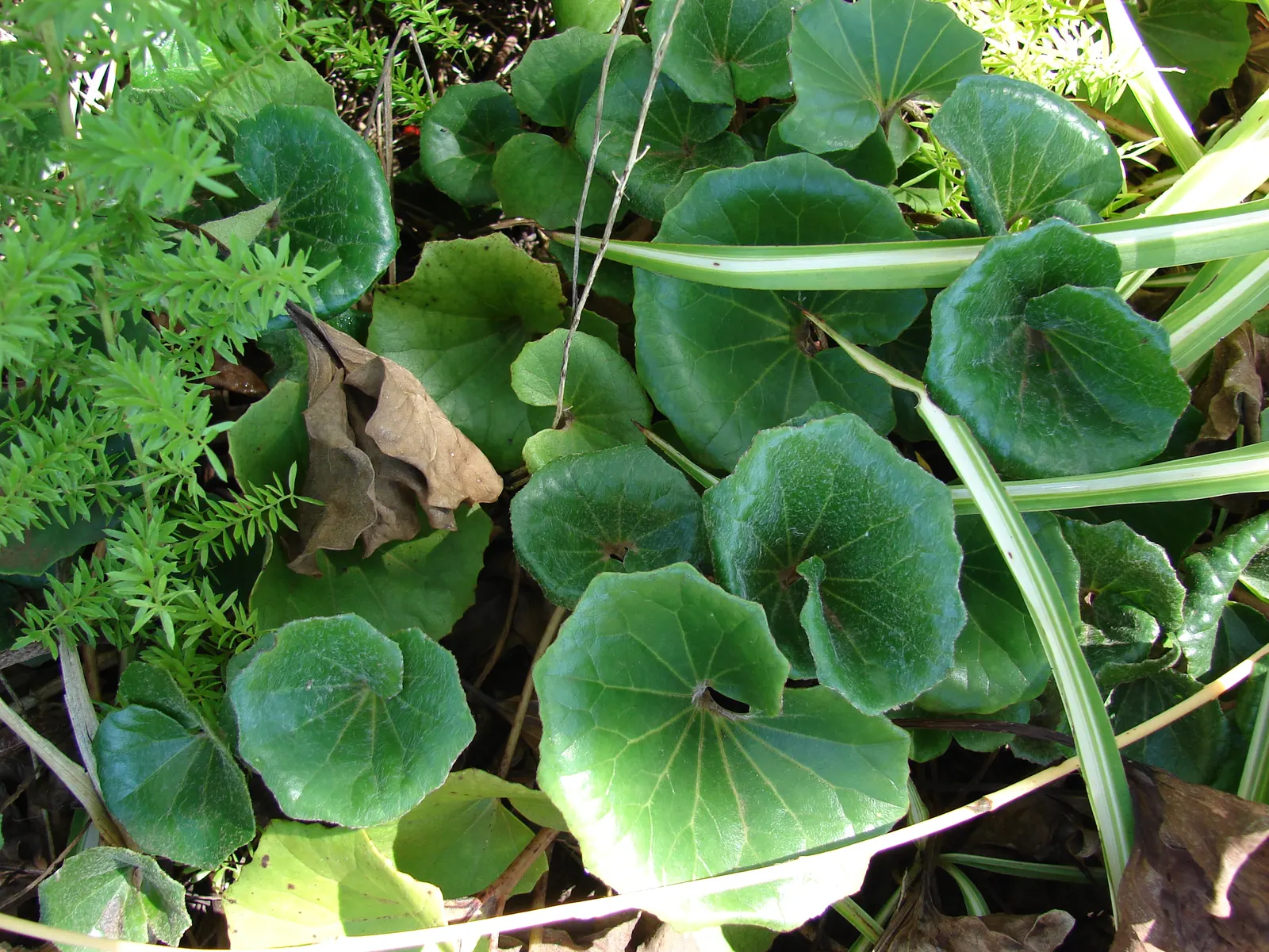 Farfugium (Farfugium Japonicum) — as an accent in container plantings; particularly during dry spells