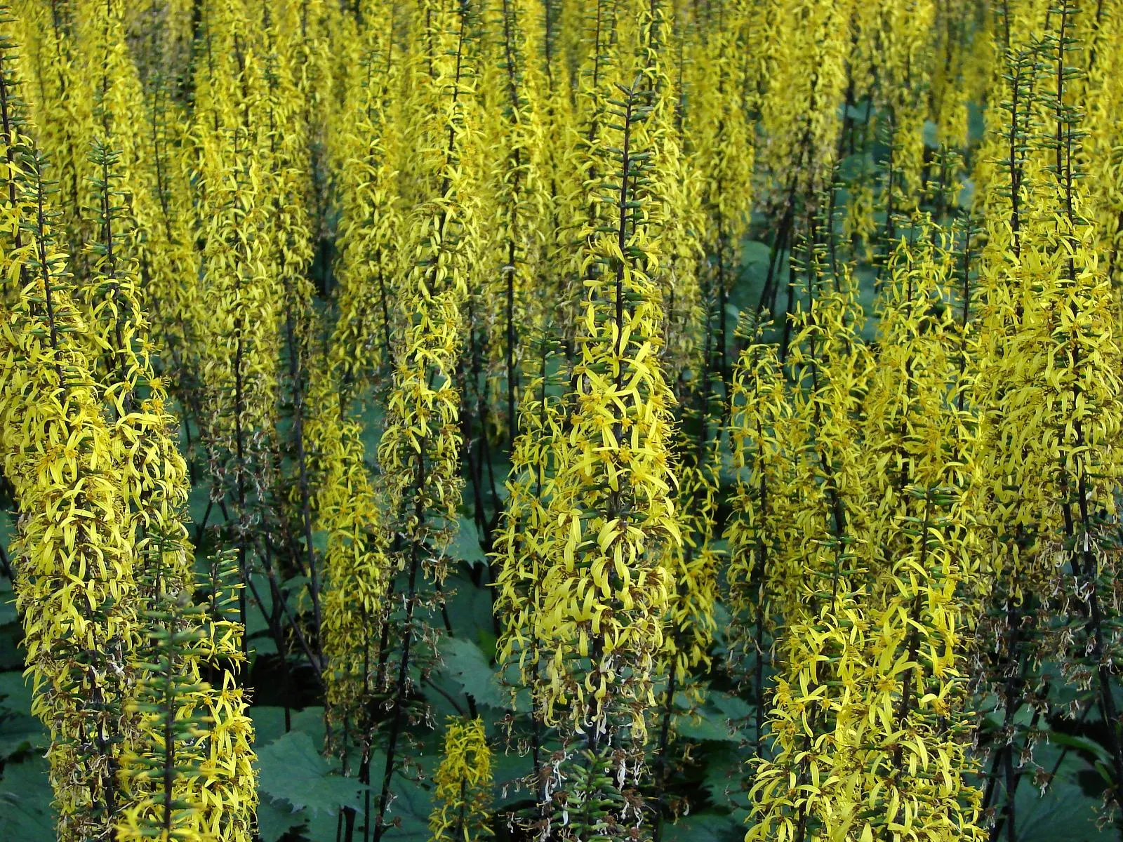 Farfugium (Farfugium Japonicum) — which account for its common name.<br><br>In late summer to fall