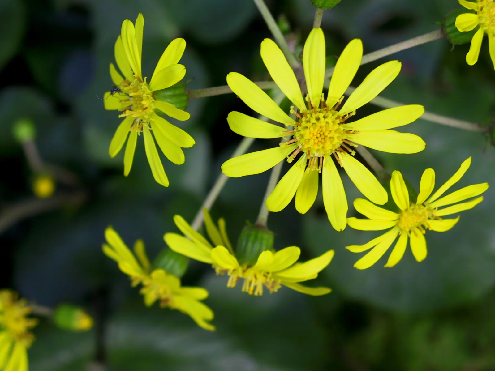 Farfugium (Farfugium Japonicum) — The deep green leaves often showcase unique and attractive yellow to cream speckles or patches