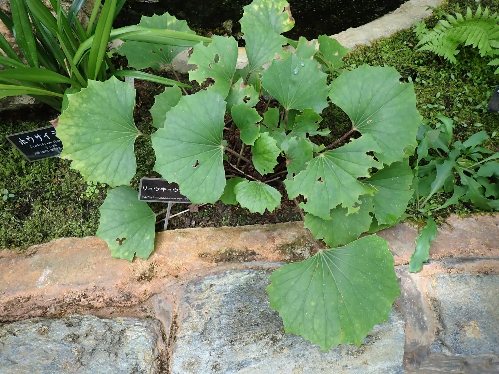 Farfugium (Farfugium Japonicum) — perennial with yellow blooms
