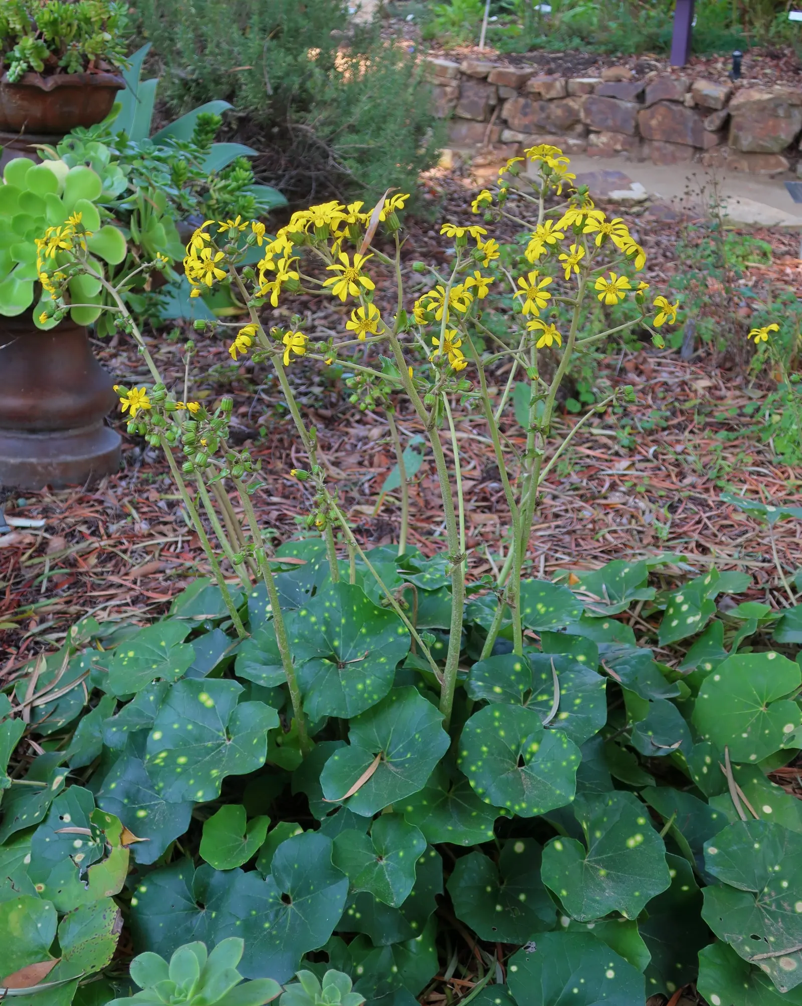 Farfugium (Farfugium Japonicum) — perennial with yellow blooms; it prefers consistently moist