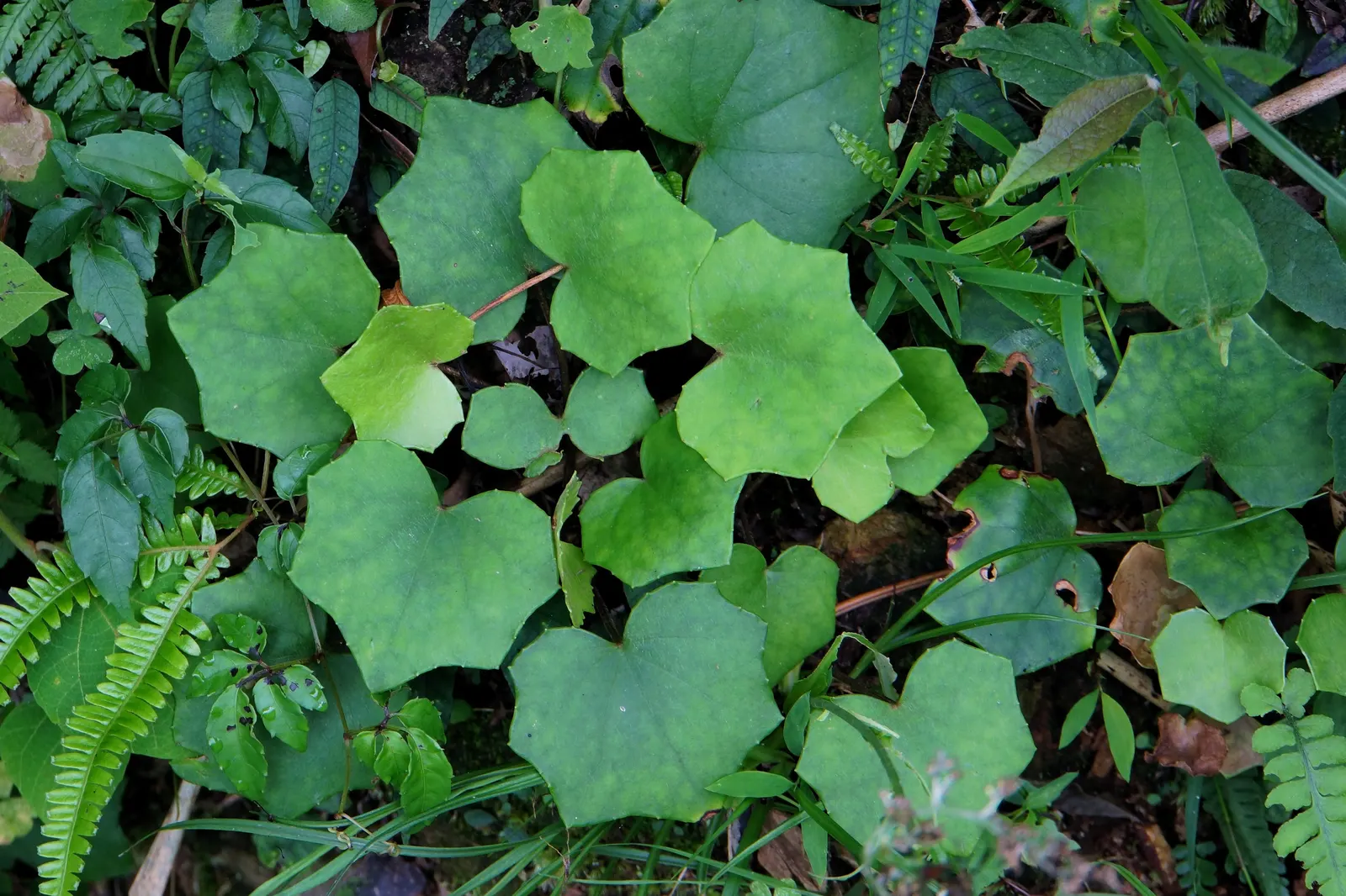 Farfugium (Farfugium Japonicum) — daisy-like flowers on long stalks that rise above the foliage; commonly known as Leopard Plant