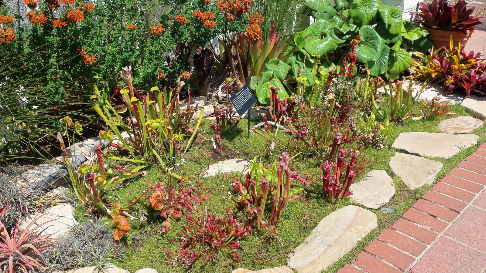 Farfugium (Farfugium Japonicum) — It features glossy, rounded leaves up to 12 inches across, creating a lush, tropical look; which account for its, image 71