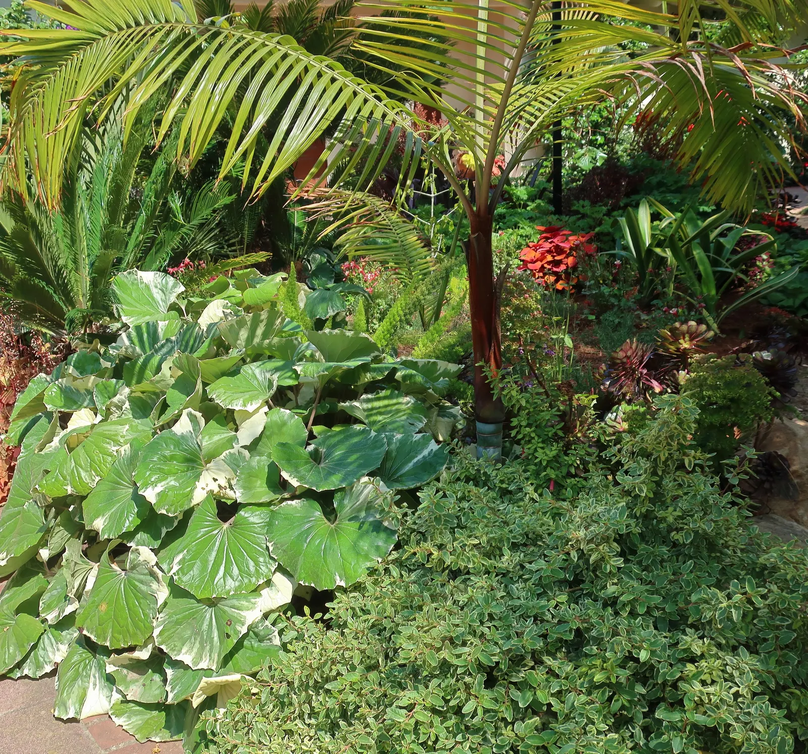 Farfugium (Farfugium Japonicum) — enduring temperatures as low as 0°F to -10°F; prefers moist, well-drained soil with regular watering, image 79