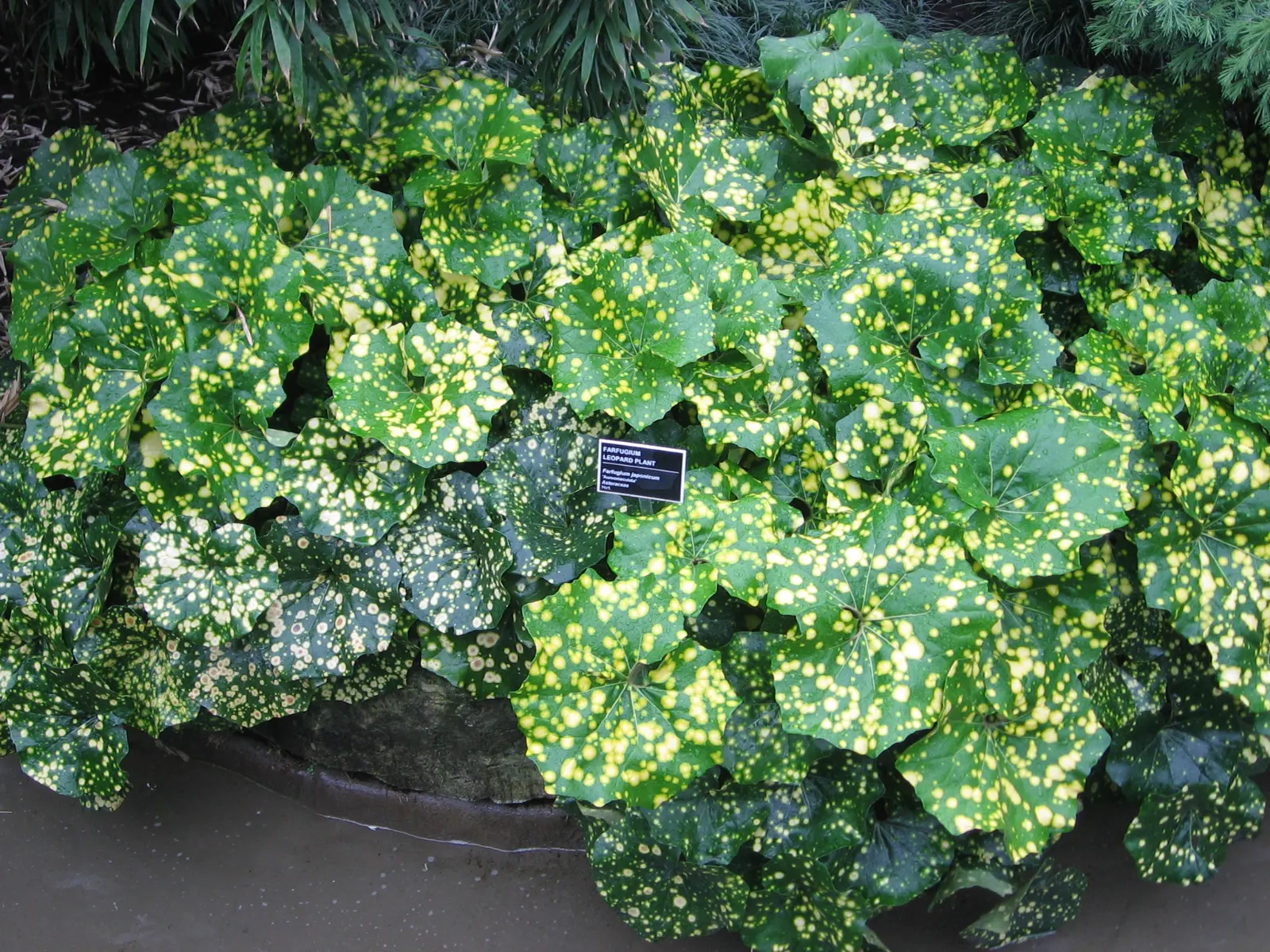 Farfugium (Farfugium Japonicum) — Ideal for USDA zones 7-10, it reaches about 2 feet in height and spread; yellow flowers in the garden