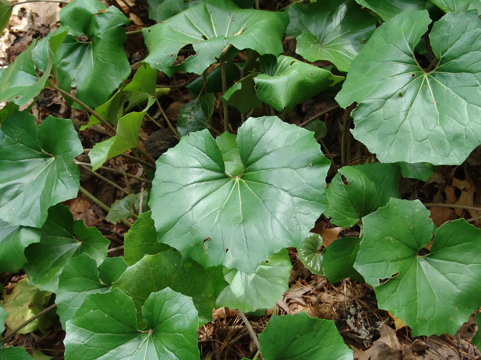 Farfugium (Farfugium Japonicum) — is a robust herbaceous perennial that brings a lush